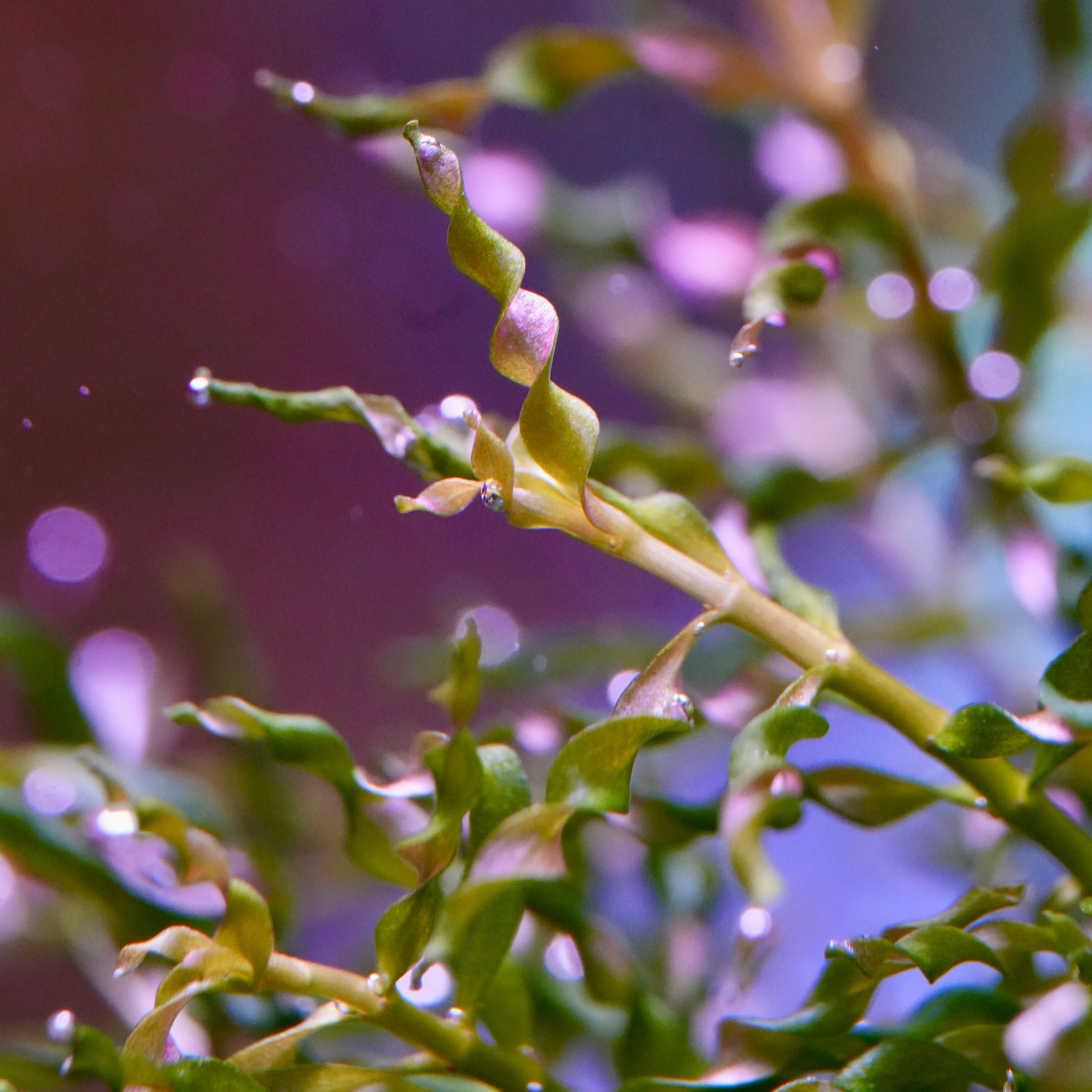 Close-up of ludwigia inclinata curly tornado aquarium plant with water droplets against a blurred background