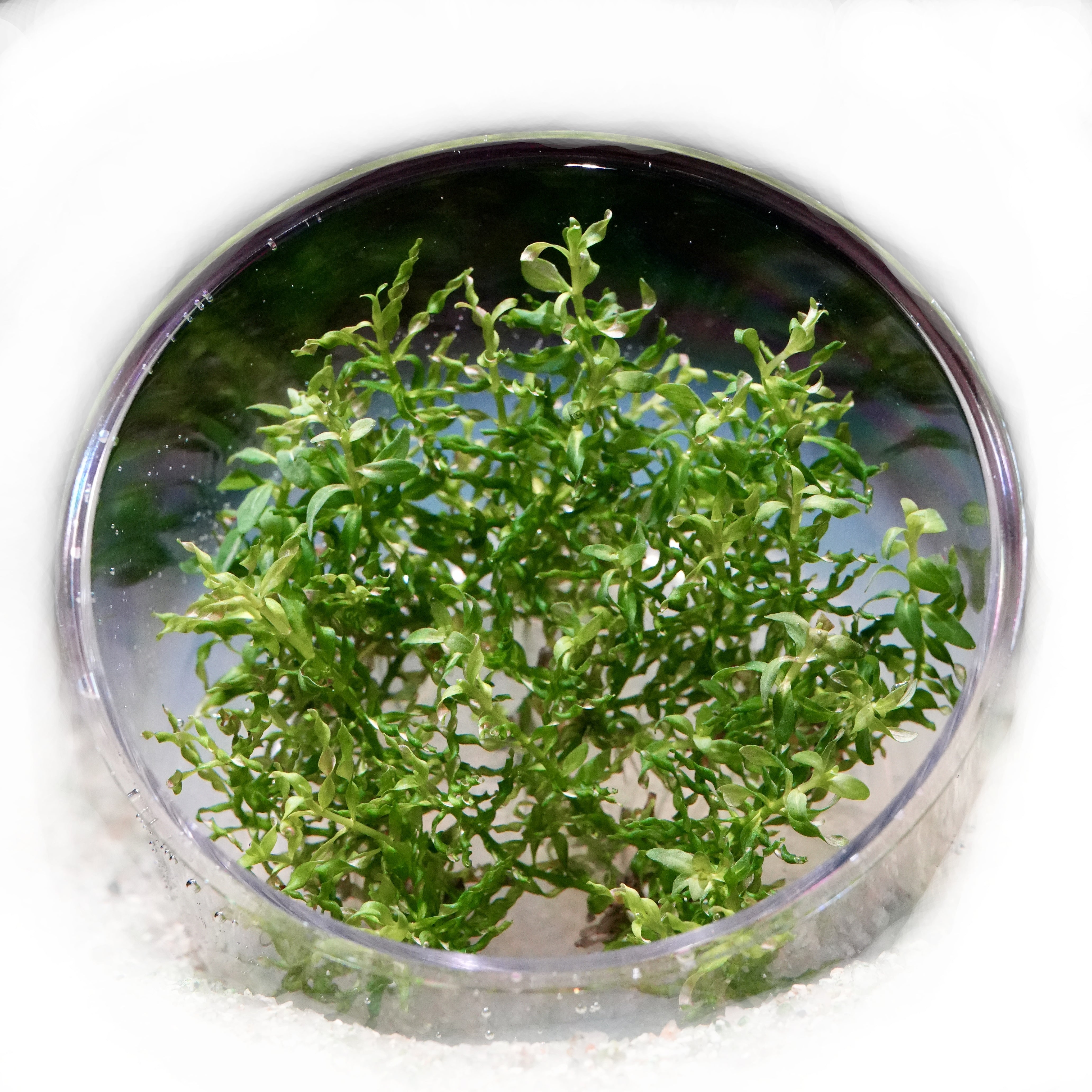 Close-up of green ludwigia tornado curly aquatic plants in vitro
