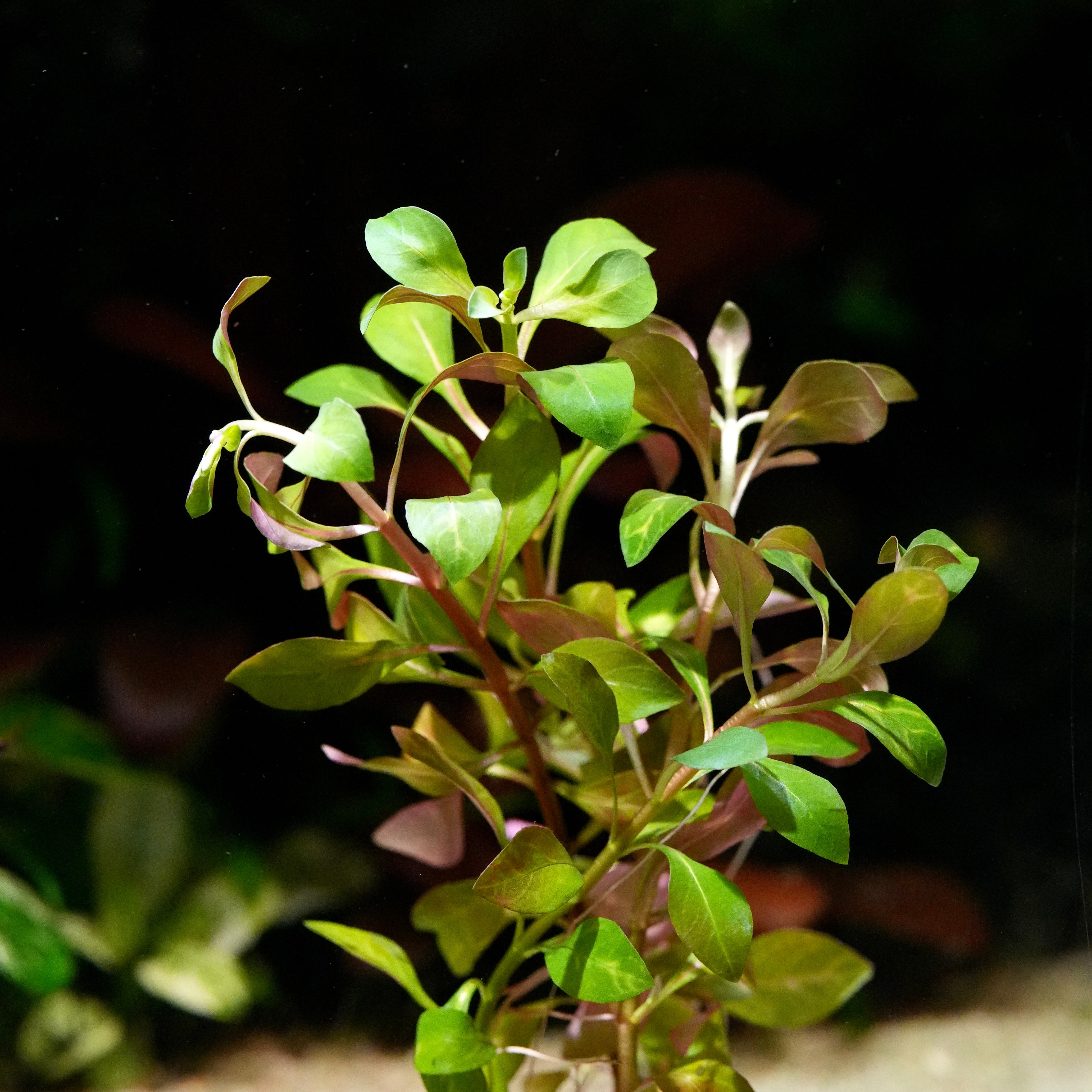 Bushy stems of ludwigia inclinata dark orange aquarium plant