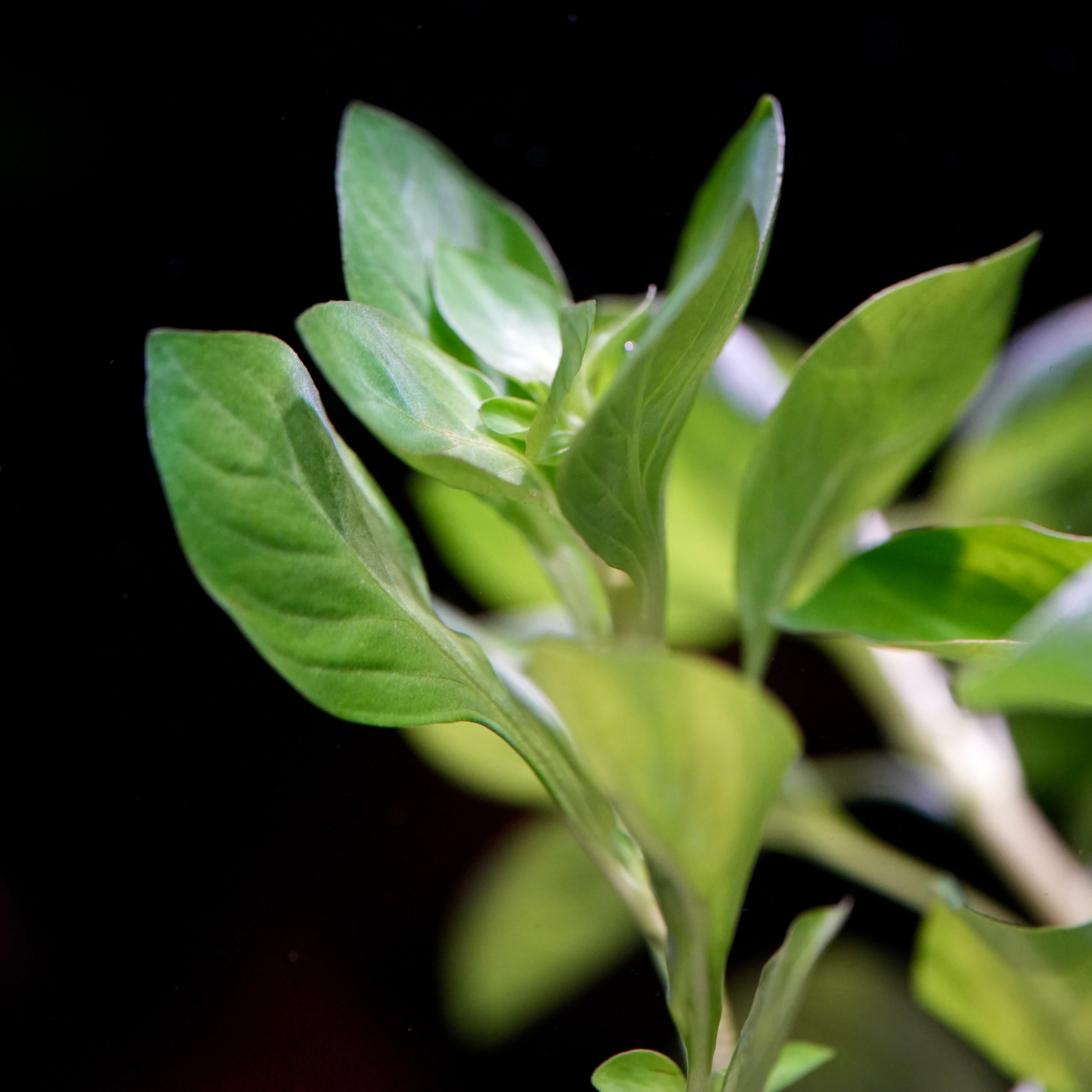 Bunch of leaves of ludwigia palustris green aquatic stem plant