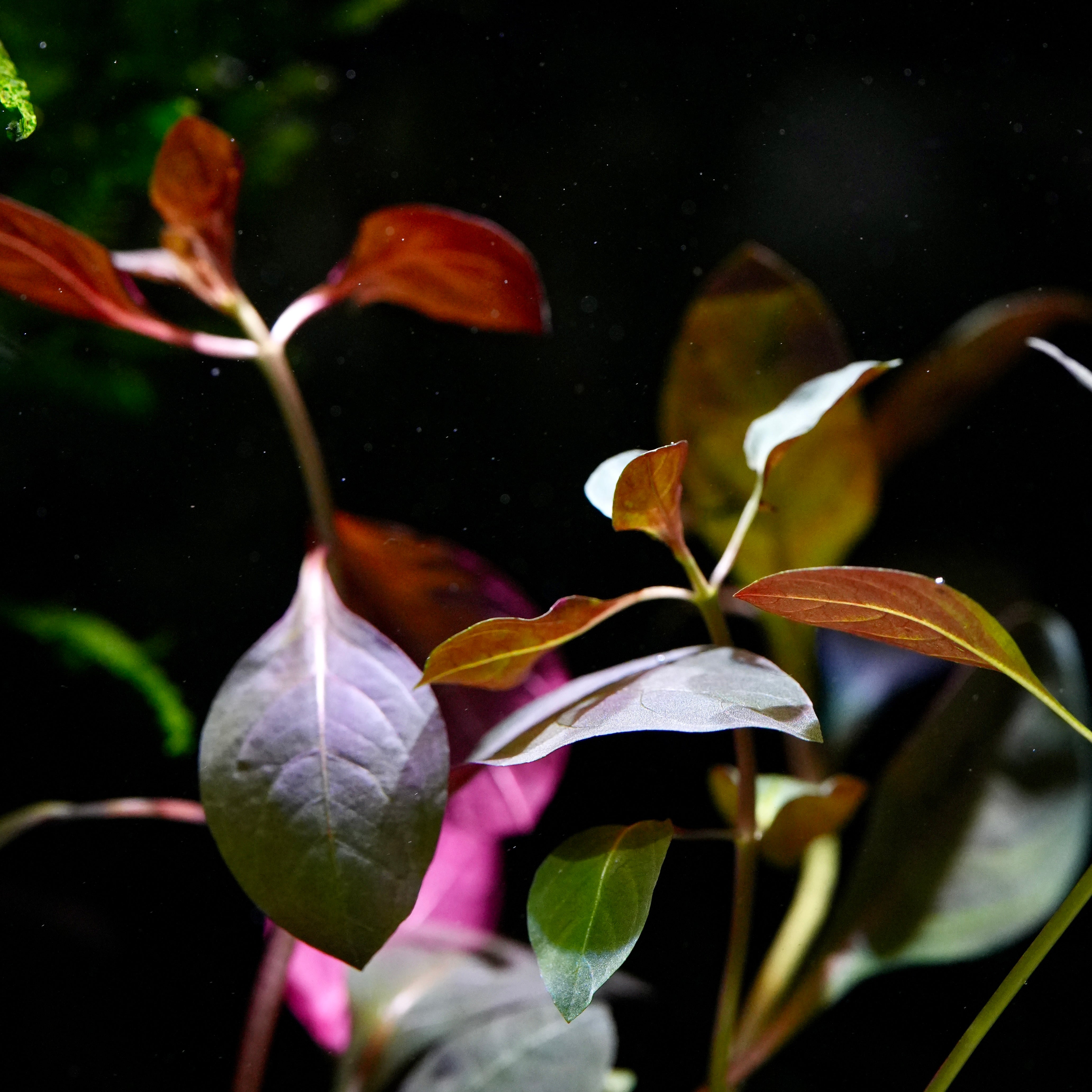 Close-up underwater ludwigia repens rubin aquarium stem plant with reddish-brown and green leaves against a dark background.