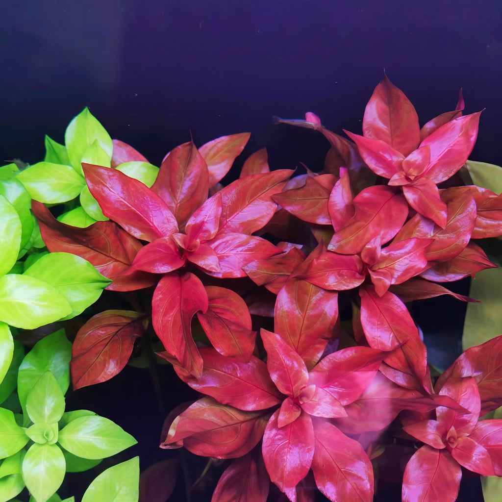 Red ludwigia repens rubin aquarium stem plant under water