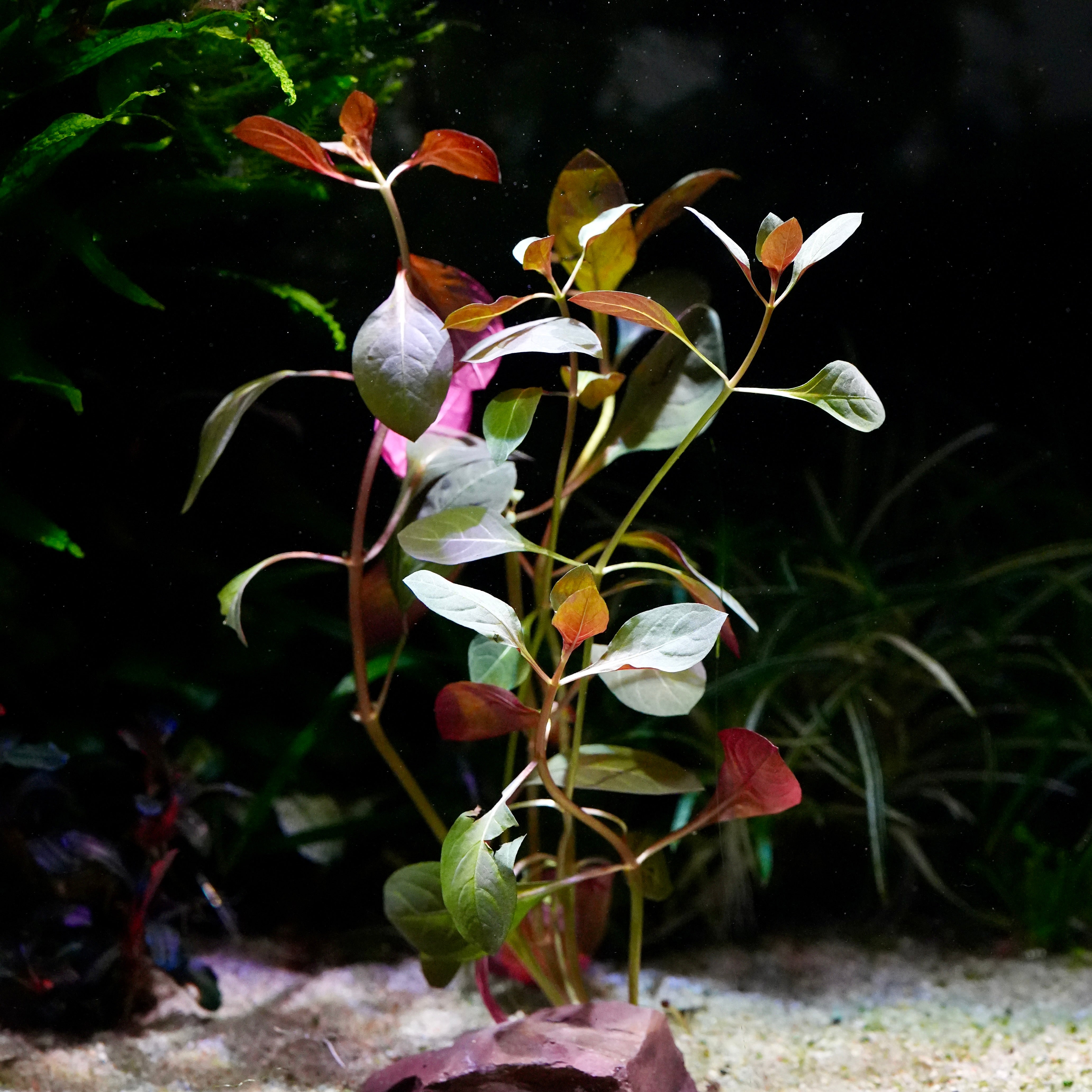 A live ludwigia repens rubin aquarium stem plant with reddish-brown and green leaves growing in a tank with sandy substrate and dark background foliage.