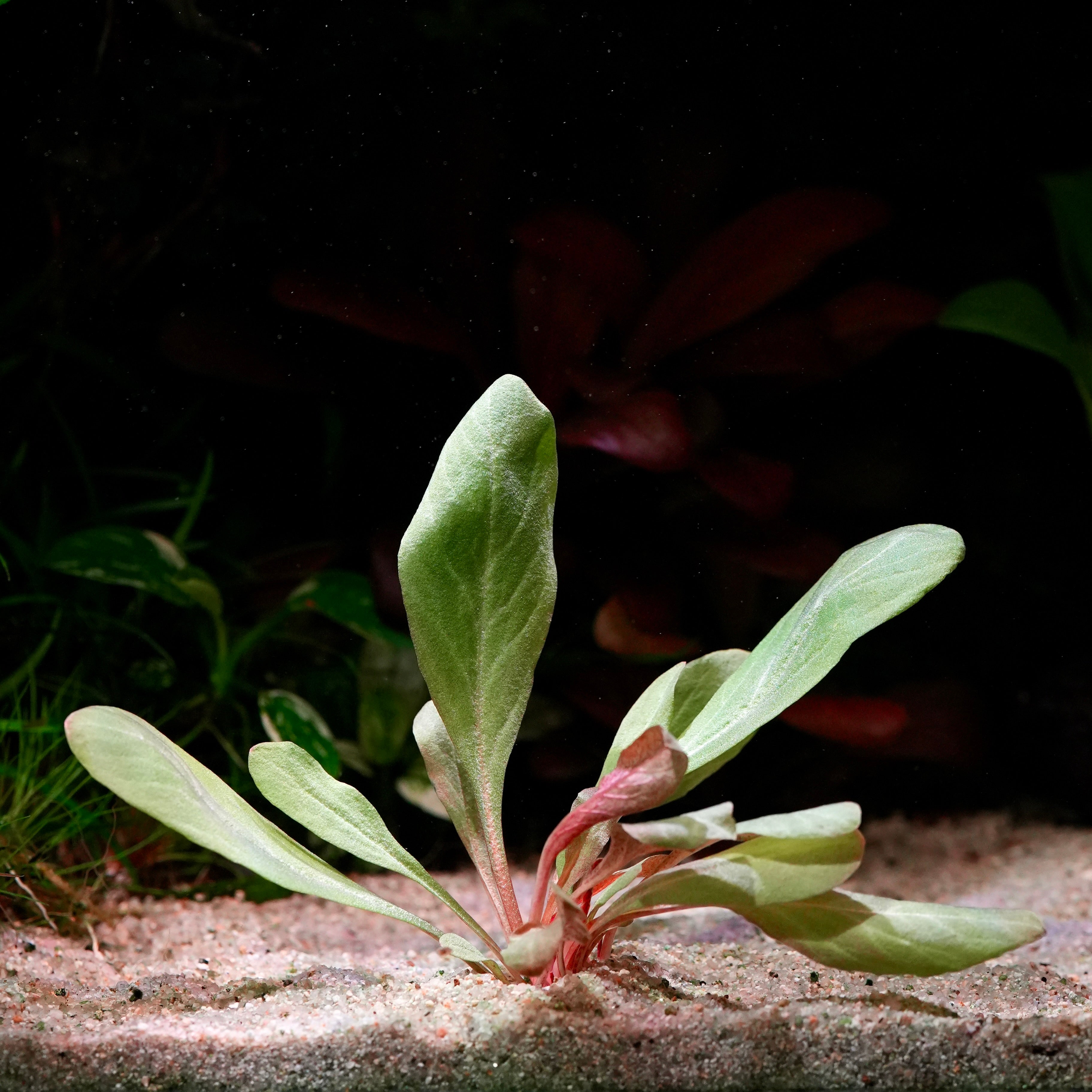 lysimachia parvifolia samolus parviflorus red aquarium plant emersed