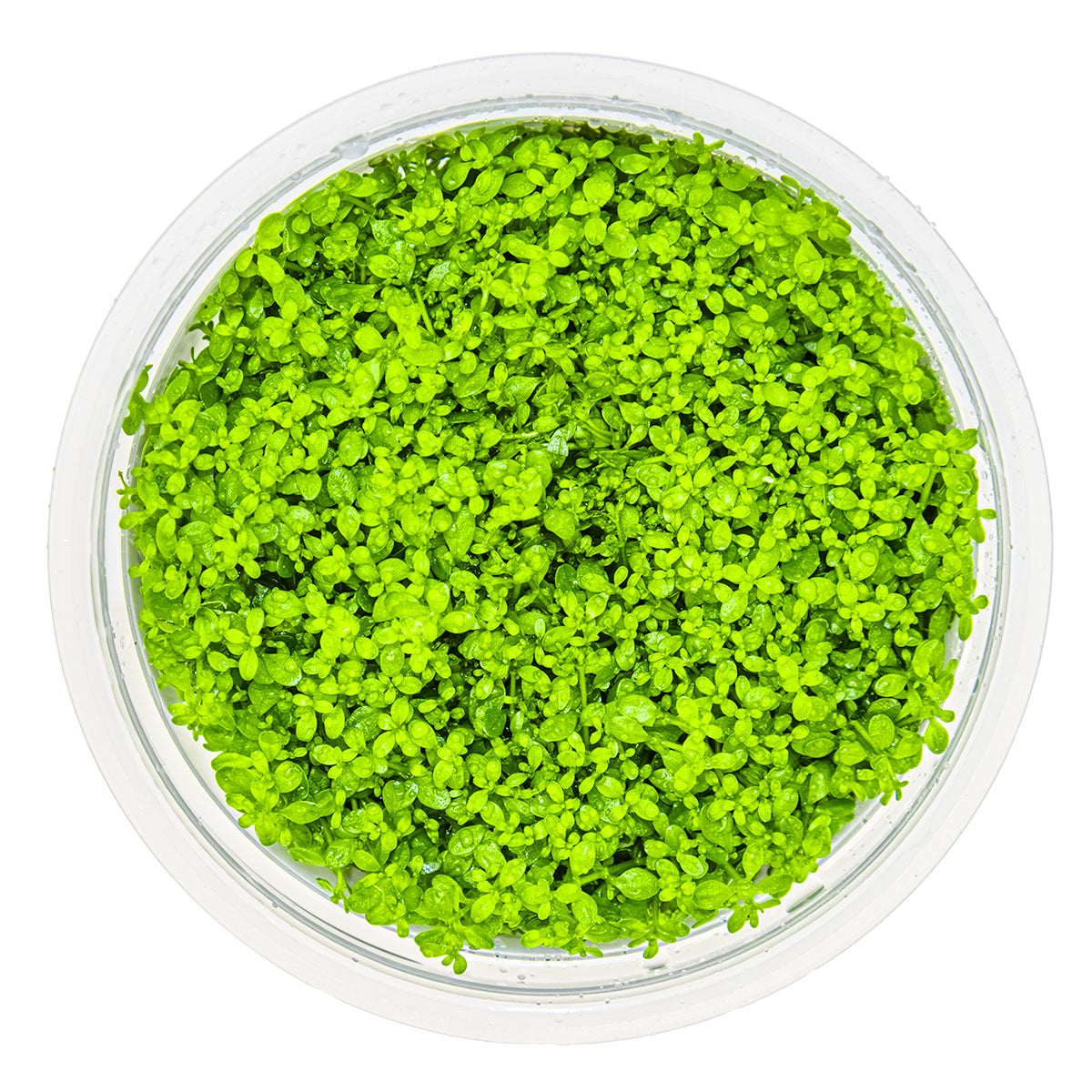 Tissue culture pot of micranthemum callitrichoides cuba aquatic carpeting plant