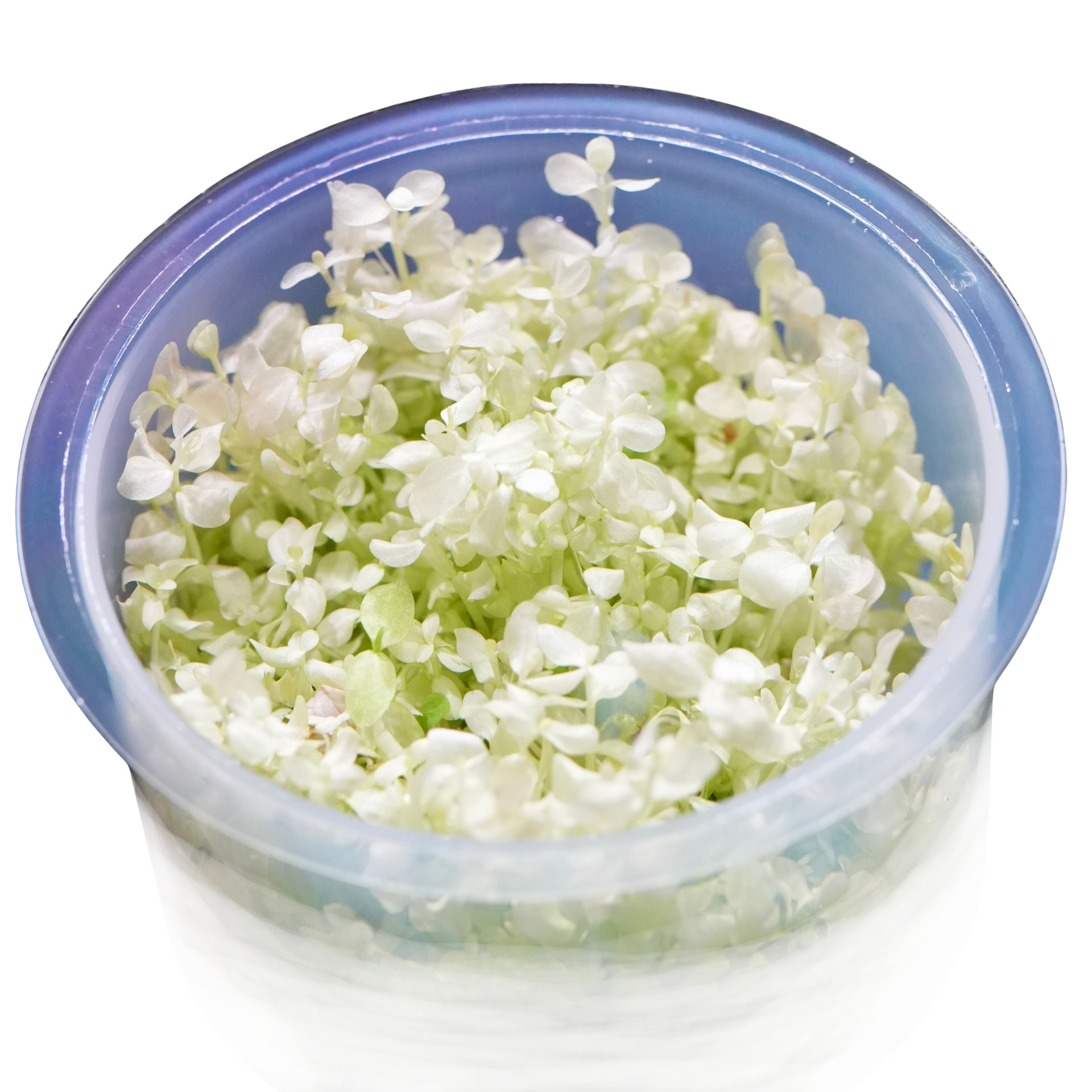 Clear tc pot of micranthemum tweediei monte carlo white aquarium carpeting plant