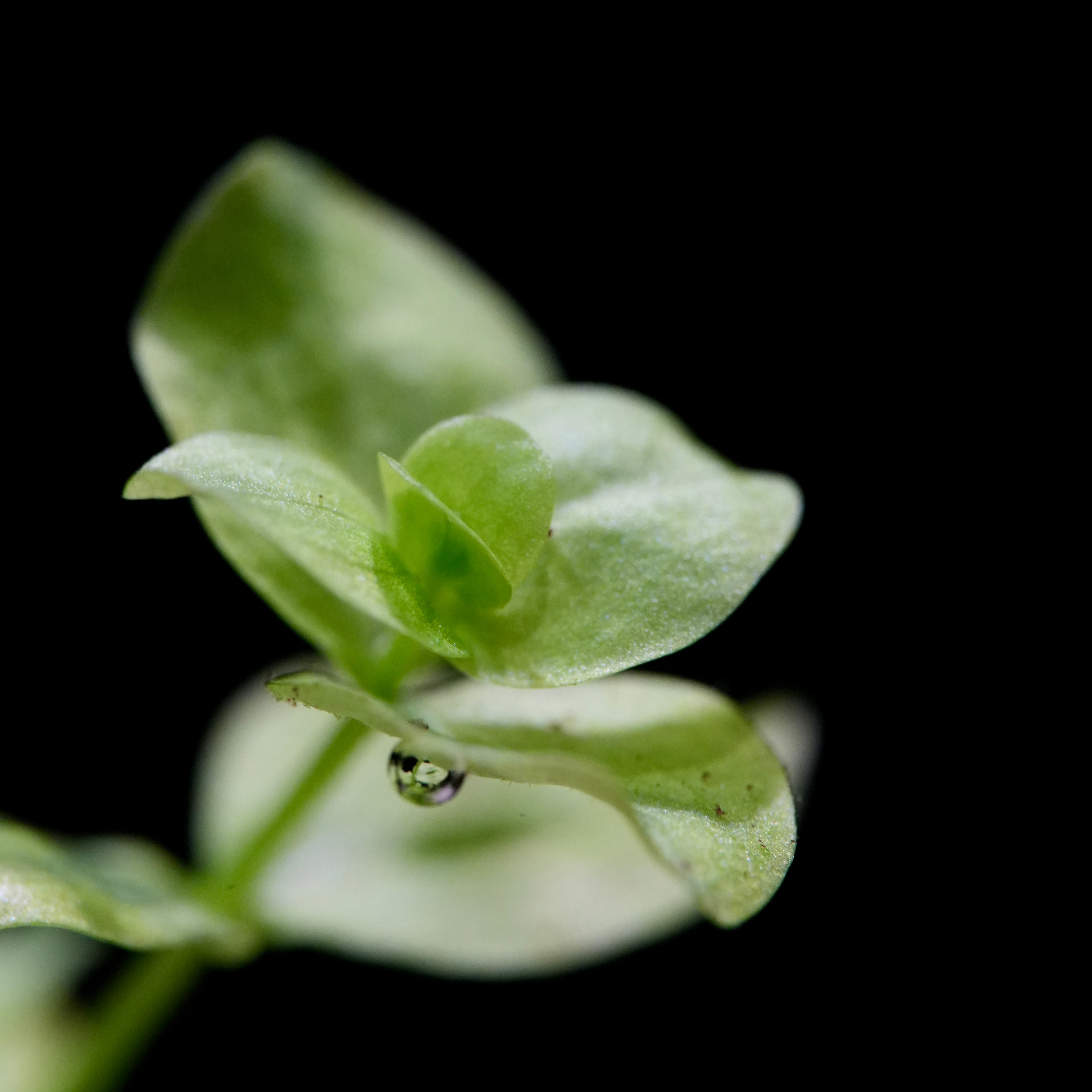 Macro shot of micranthemum umbrosum aquatic plant leaf