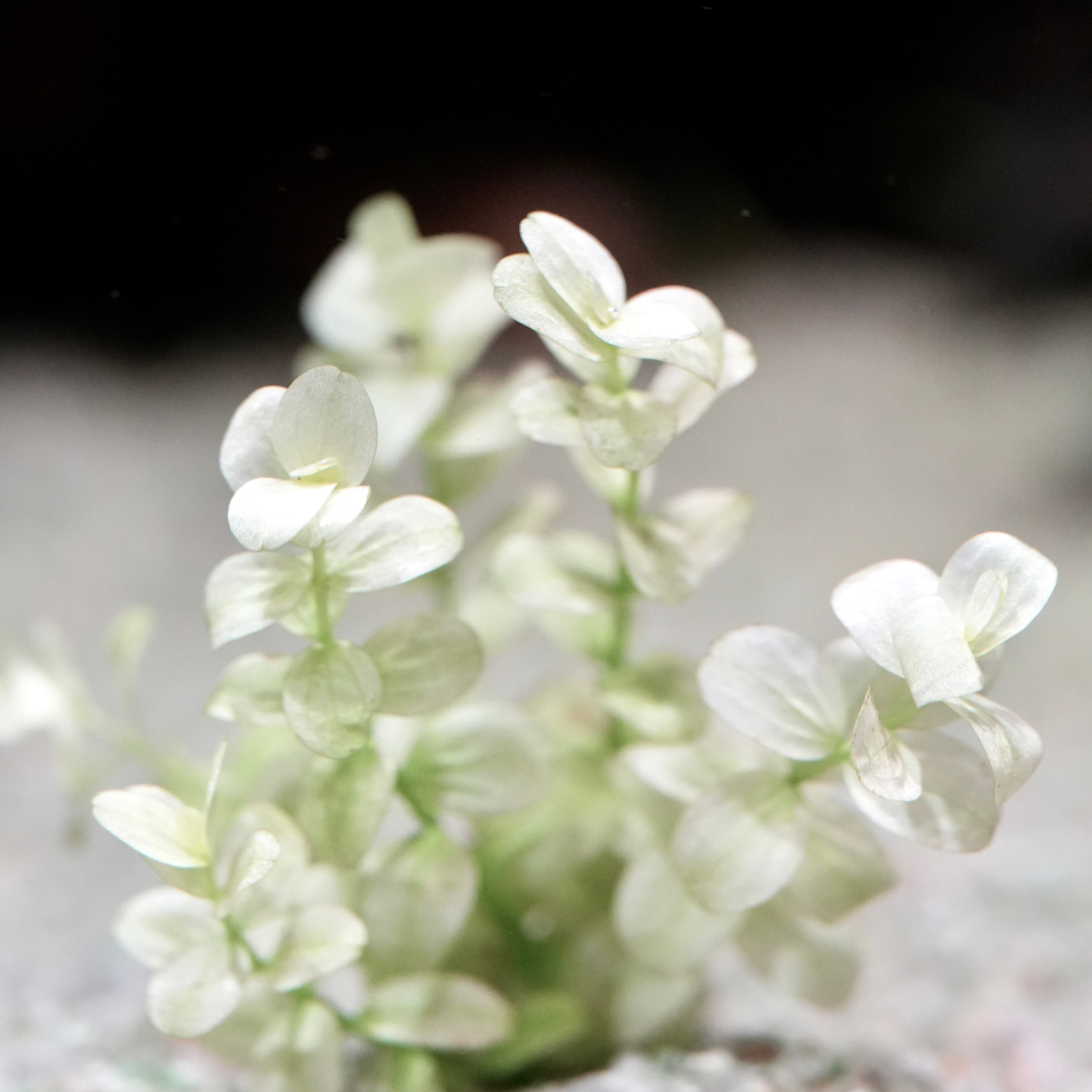 Bunch of bright micranthemum umbrosum white rare aquarium stem plants