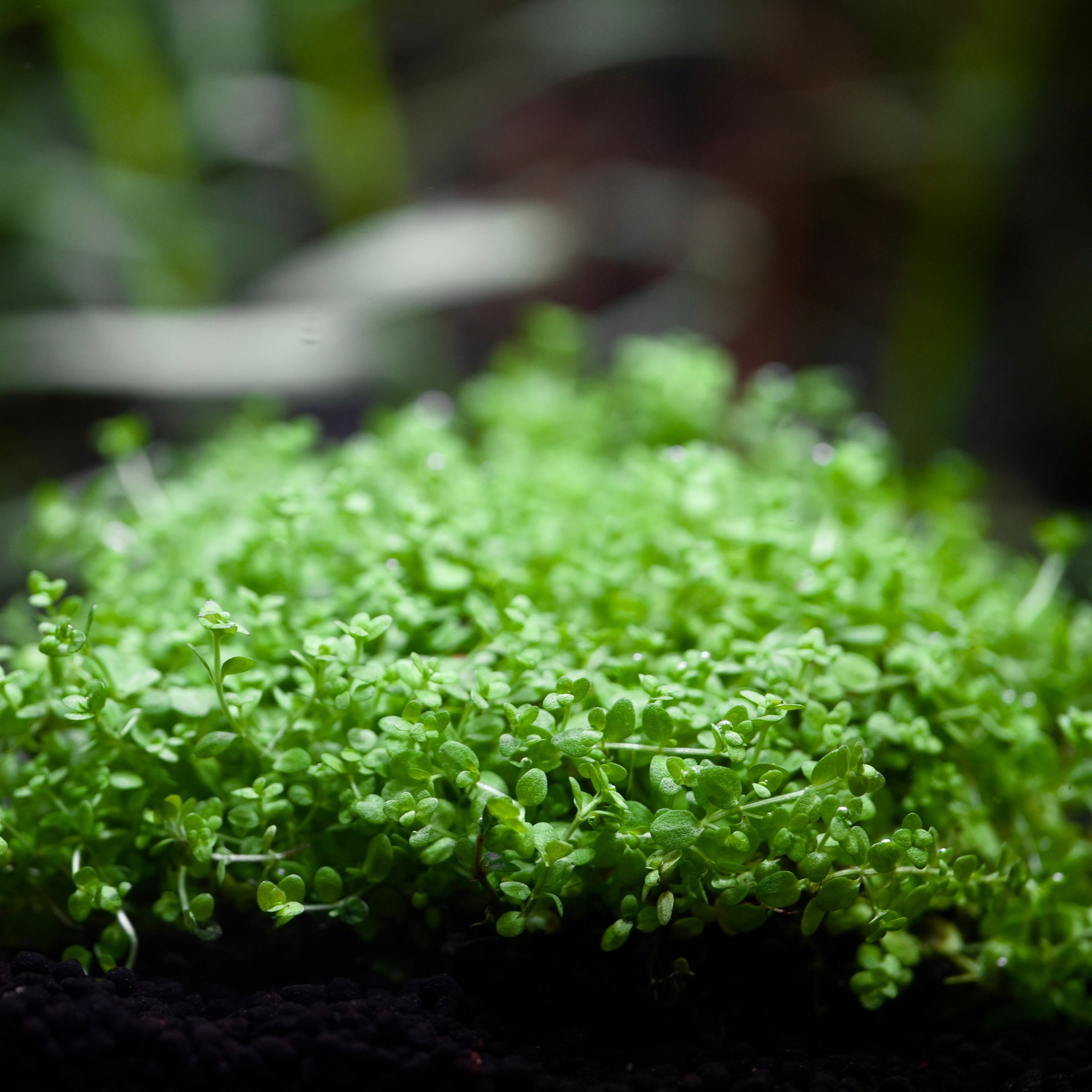 Close-up of green monte carlo micranthemum tweediei aquarium carpeting plant