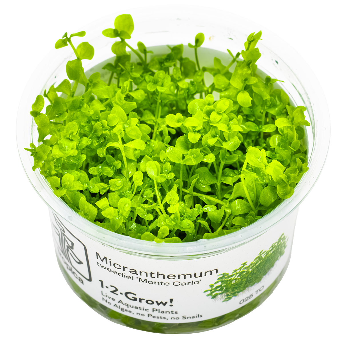 Tissue culture cup of monte carlo micranthemum tweediei aquarium carpeting plant