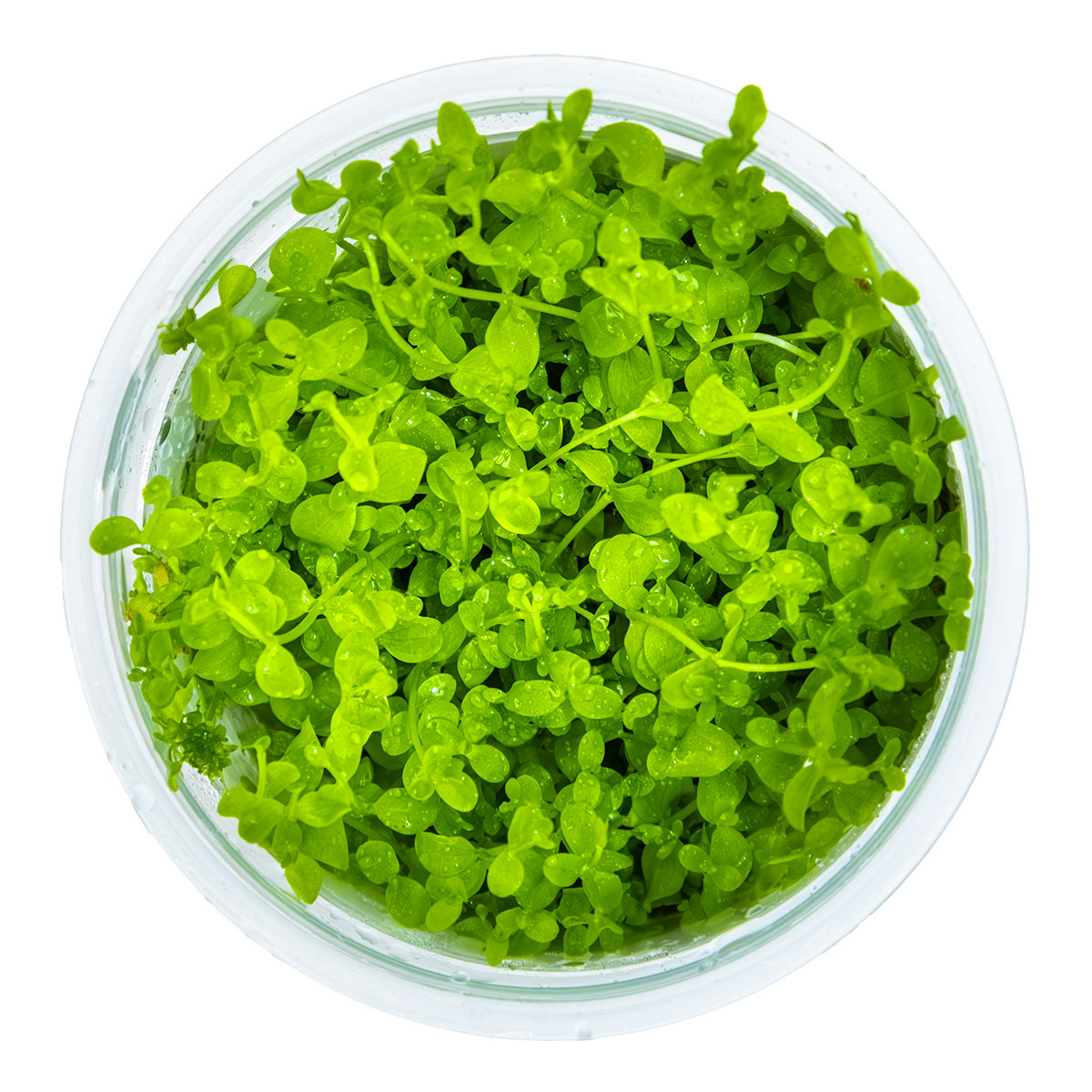 Green monte carlo micranthemum tweediei aquarium carpeting plant in a clear container on a white background