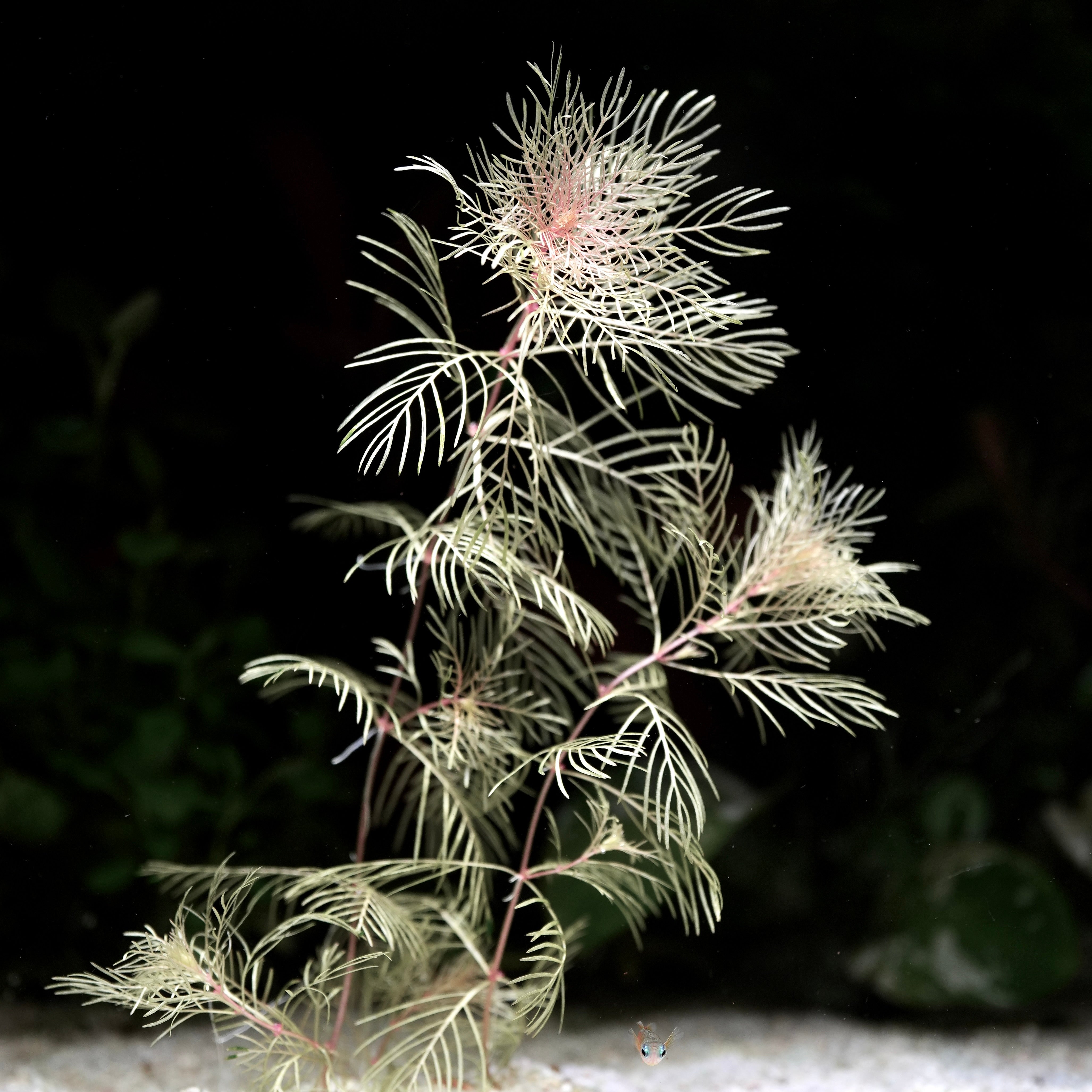myriophyllum matogrossense golden delicate white frill plant