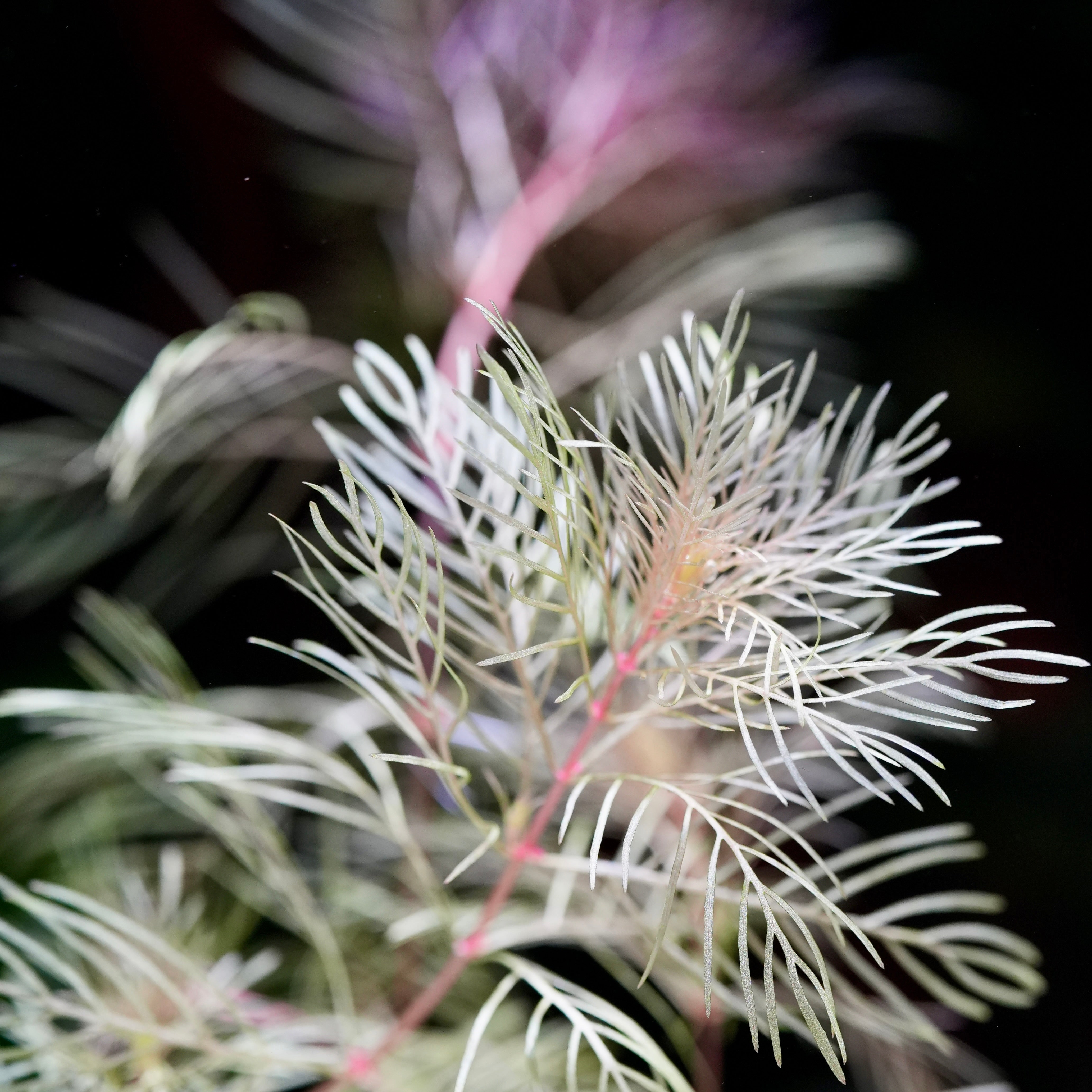 Close-up of a plant with delicate leaves against a dark background