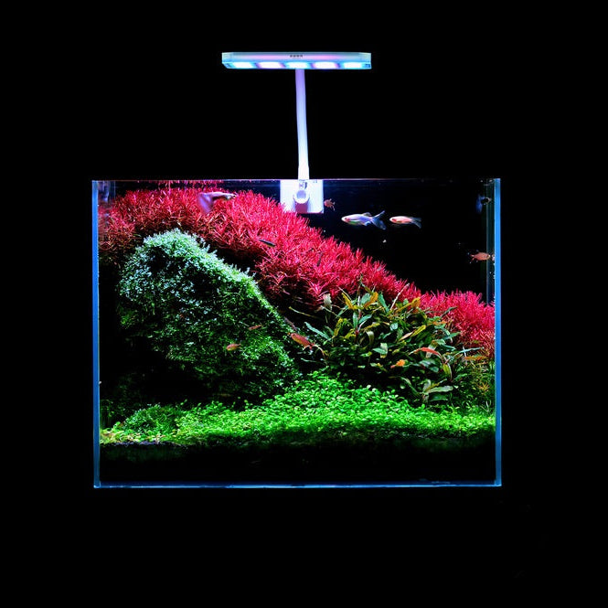 Aquarium with plants and a light on a black background