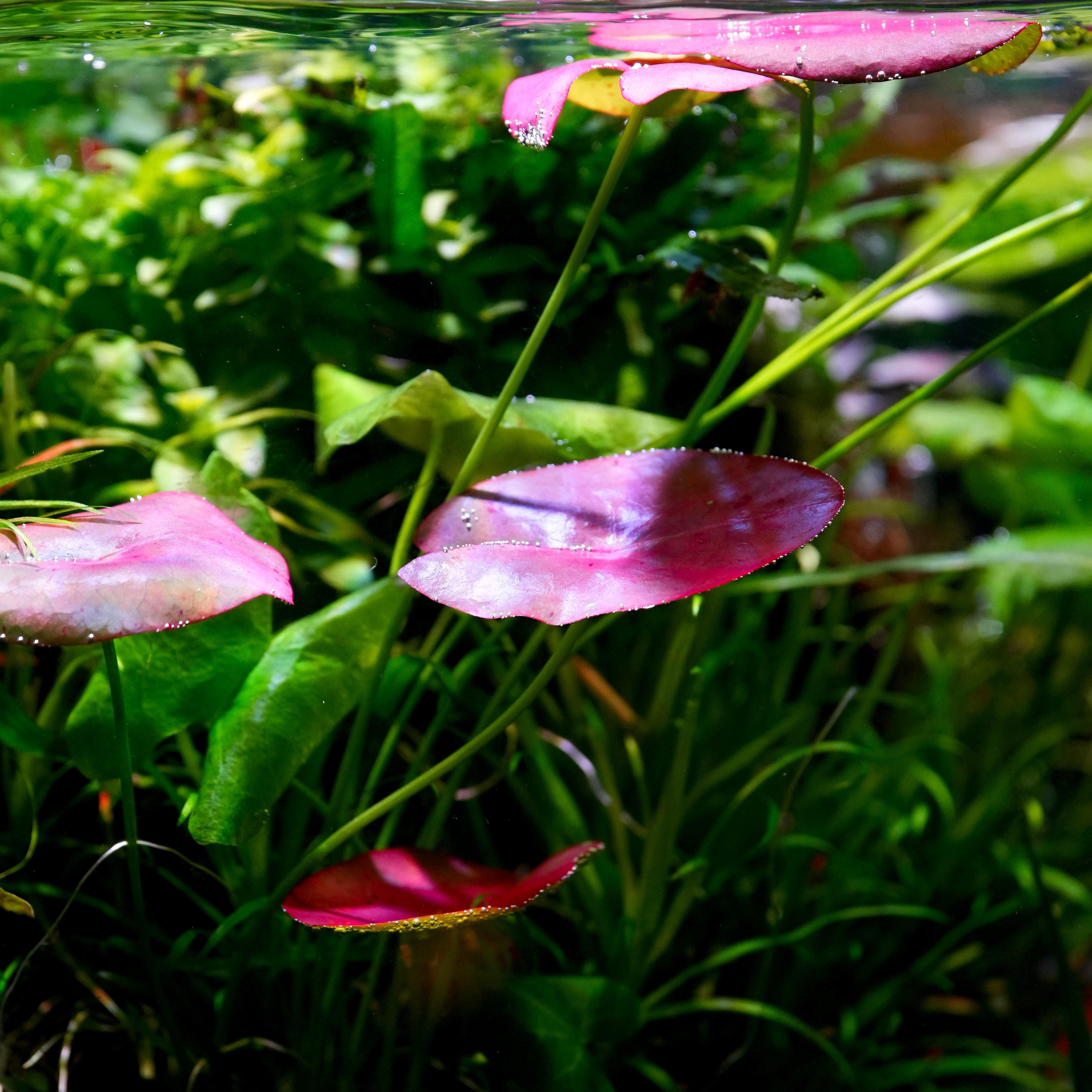 Pink and red nymphaea peru puerto maldonado aquarium plant water lily with green leaves