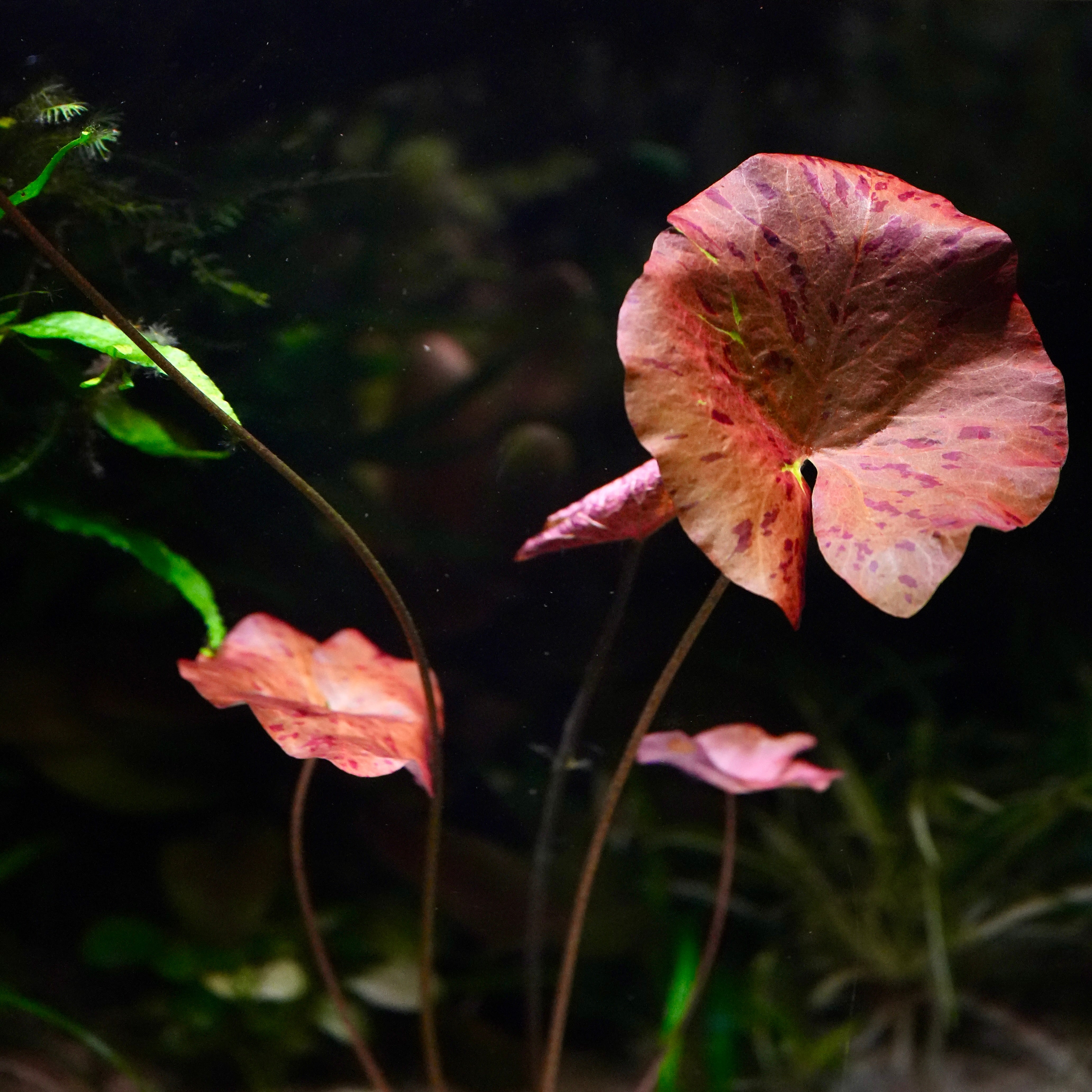 Large nymphaea zenkeri red tiger lotus lily aquatic plant in aquarium