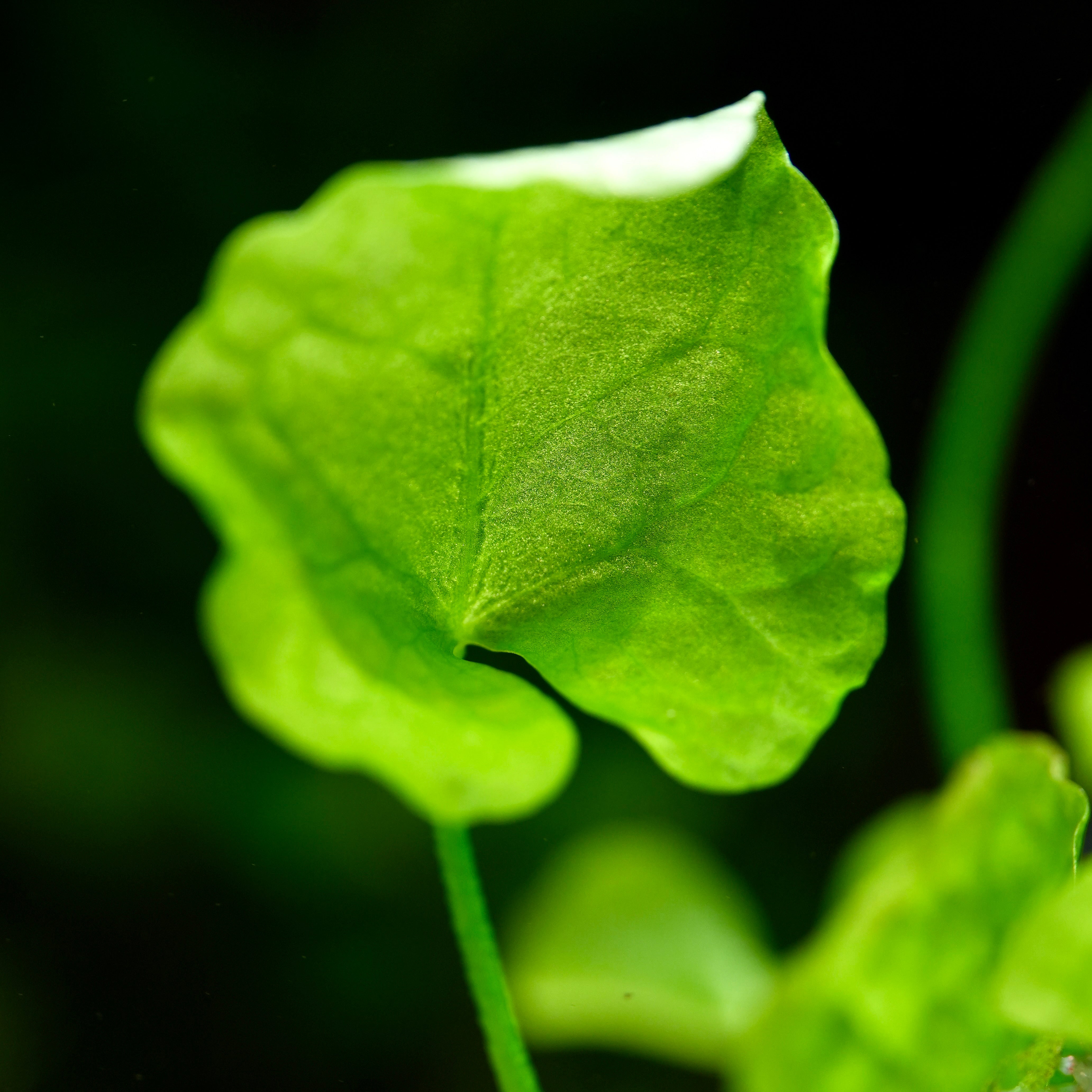 Close-up of a green leaf of nymphoides hydrophylla Taiwan aquarium lotus plant