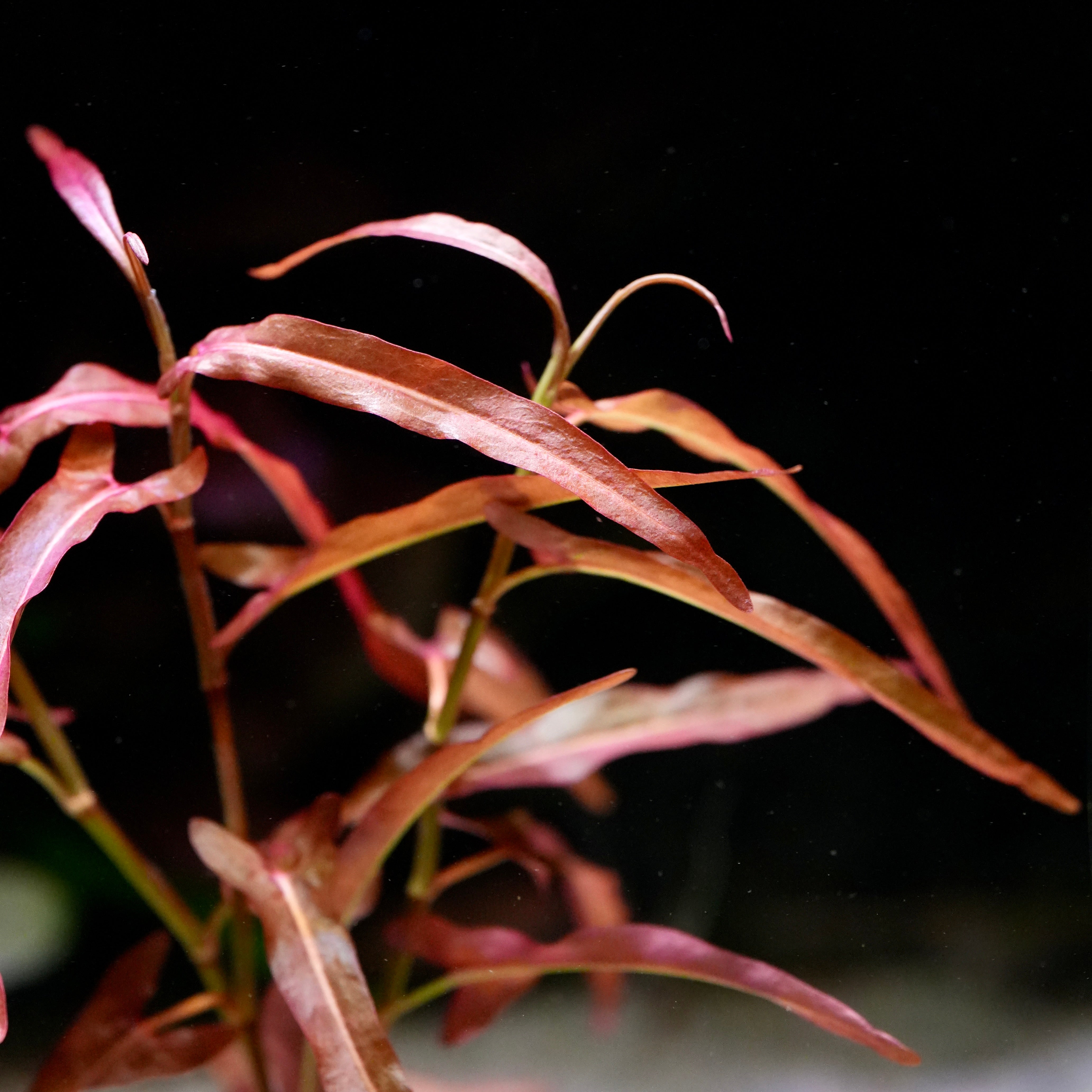 Close-up of purple persicaria praetermissa red aquarium stem plant leaves against a dark background
