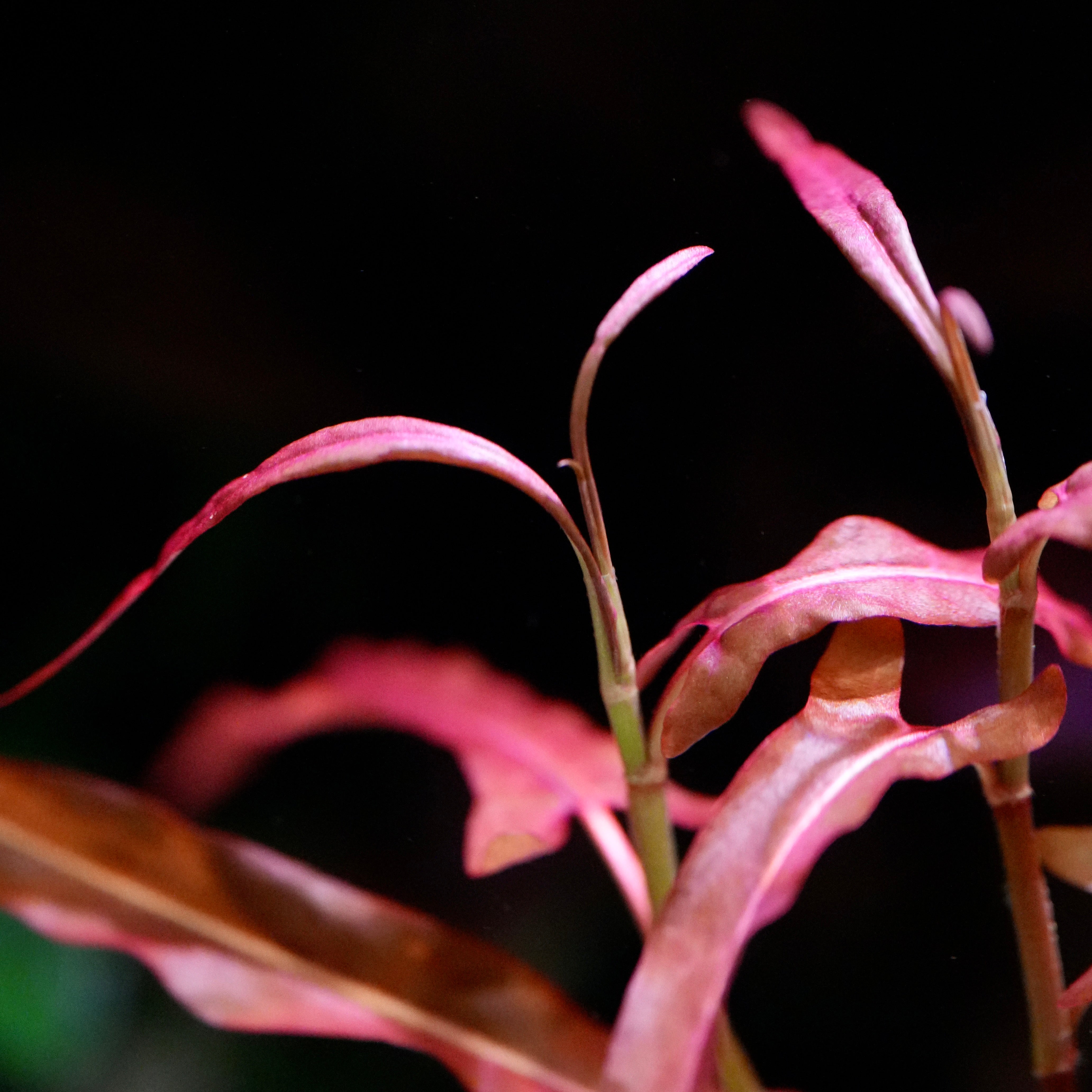 Macro shot of persicaria praetermissa red aquarium stem plant magenta leaves