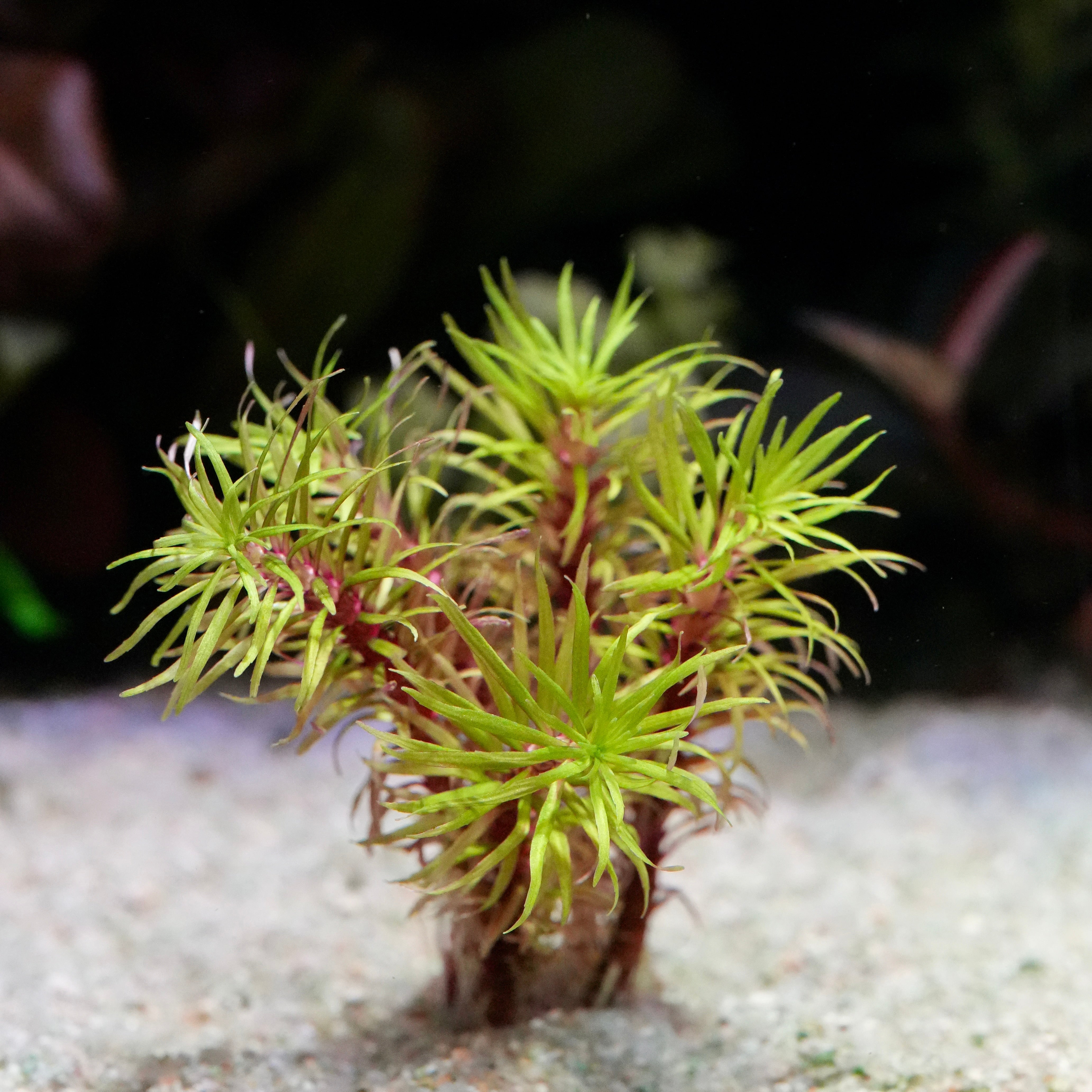Green and red spiral pogostemon fireworks rare aquarium stem plant on a sandy substrate