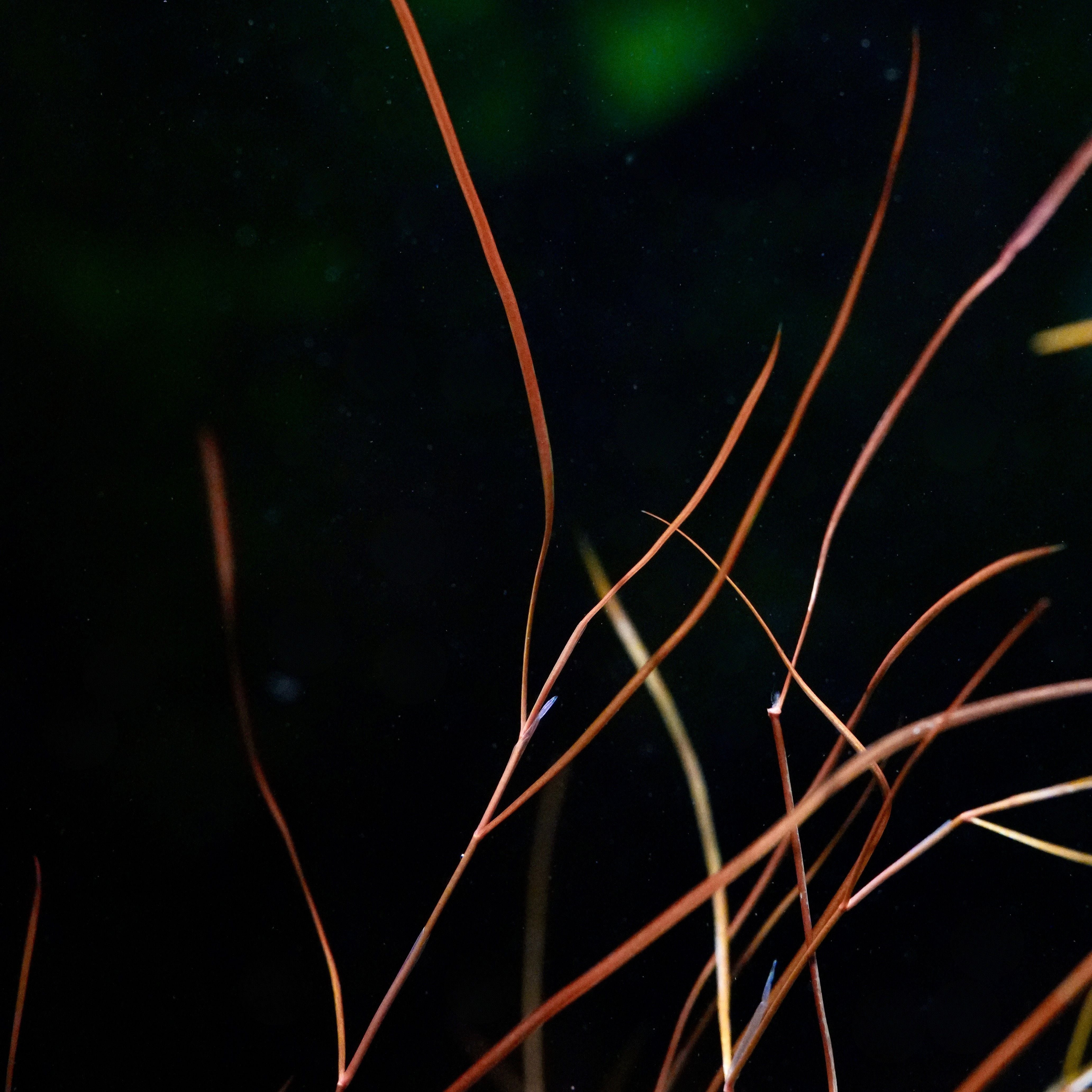 Thin, reddish-brown potamogeton octandrus red aquarium plant against a dark background
