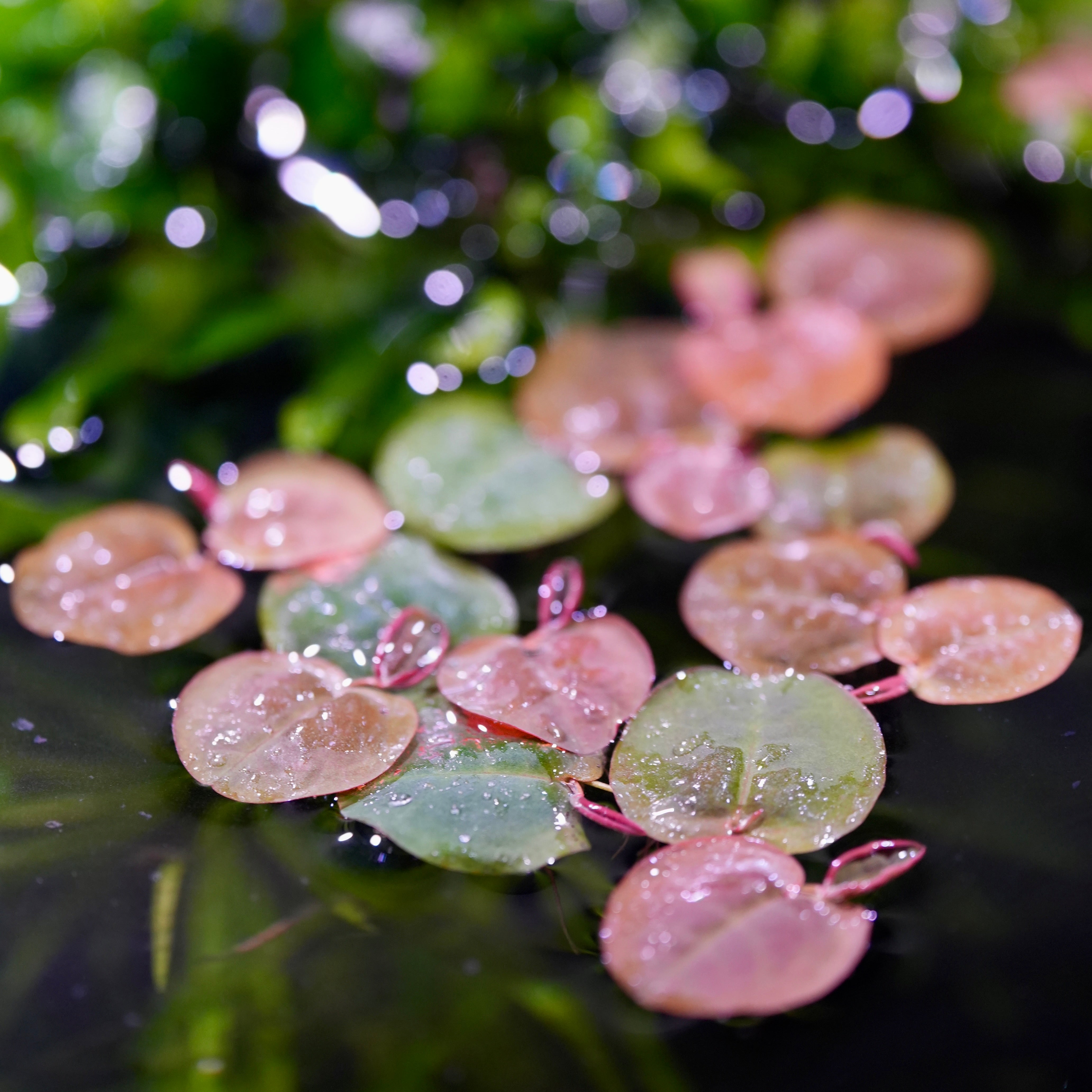 Round red root floaters phyllanthus fluitans in aquarium