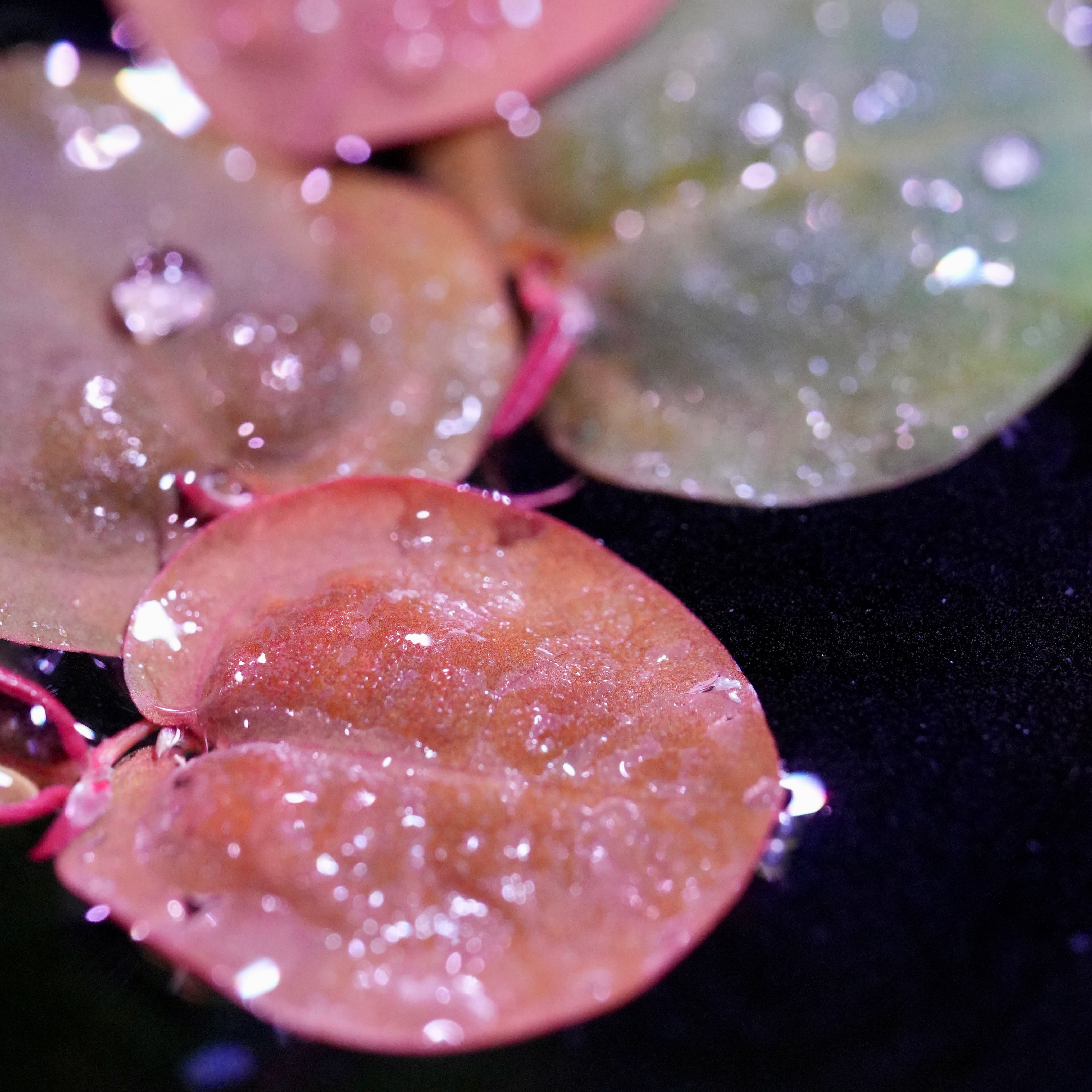 Close-up of pink heart-shaped red root floaters phyllanthus fluitans with water droplets on a dark background