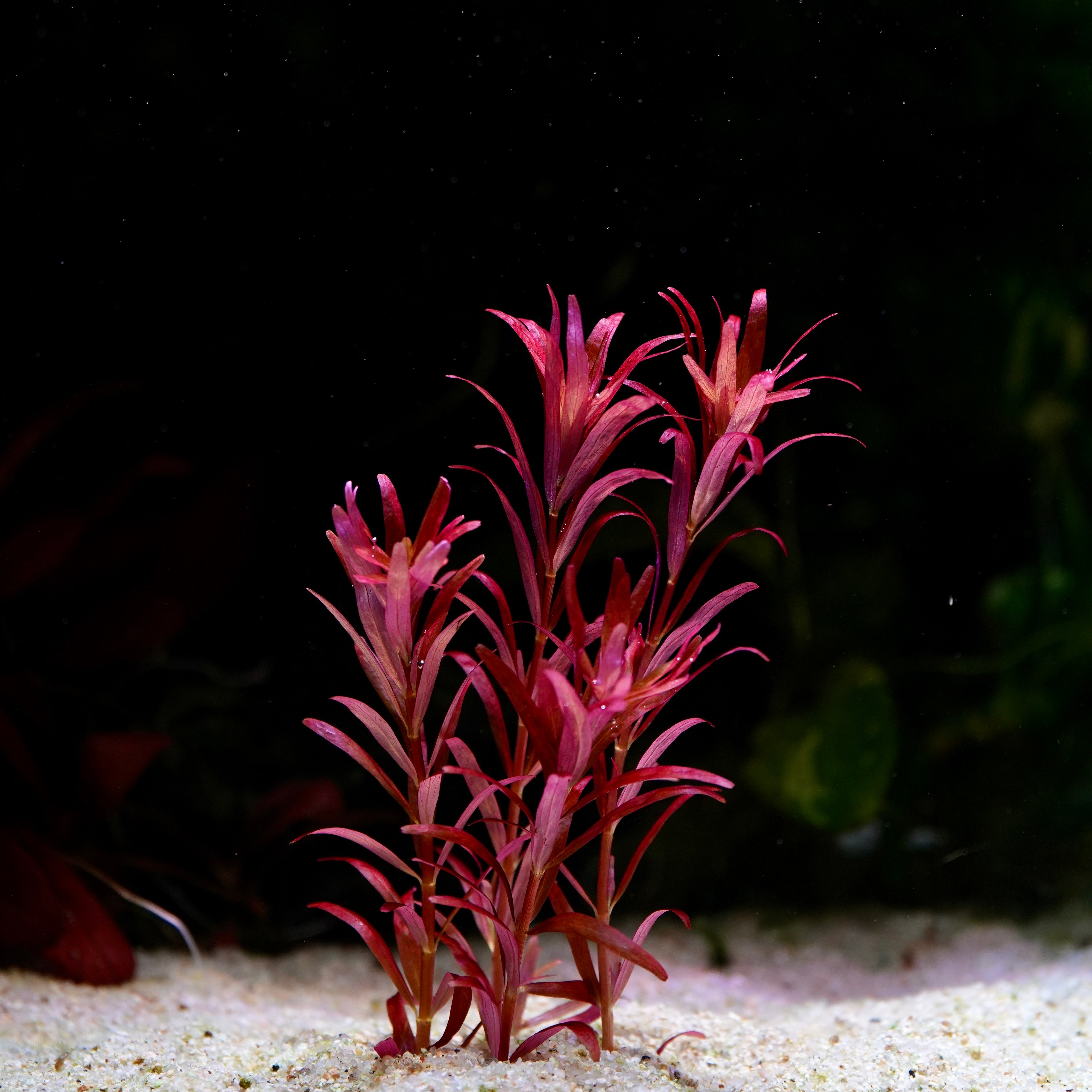 Rotala rotundifolia 'Blood Red SG' - Rare Aquarium Plant