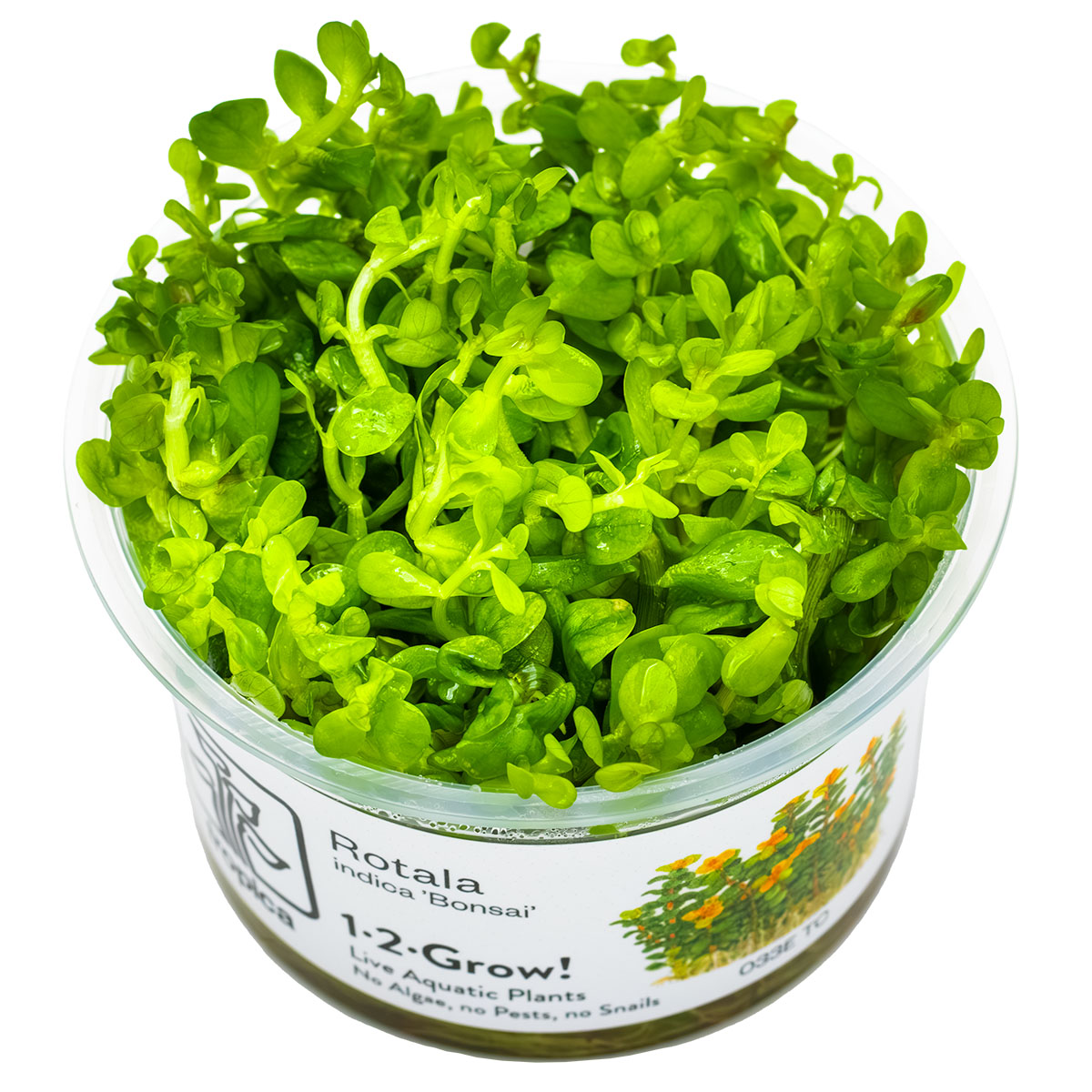 Container of rotala indica bonsai aquarium stem plant in vitro