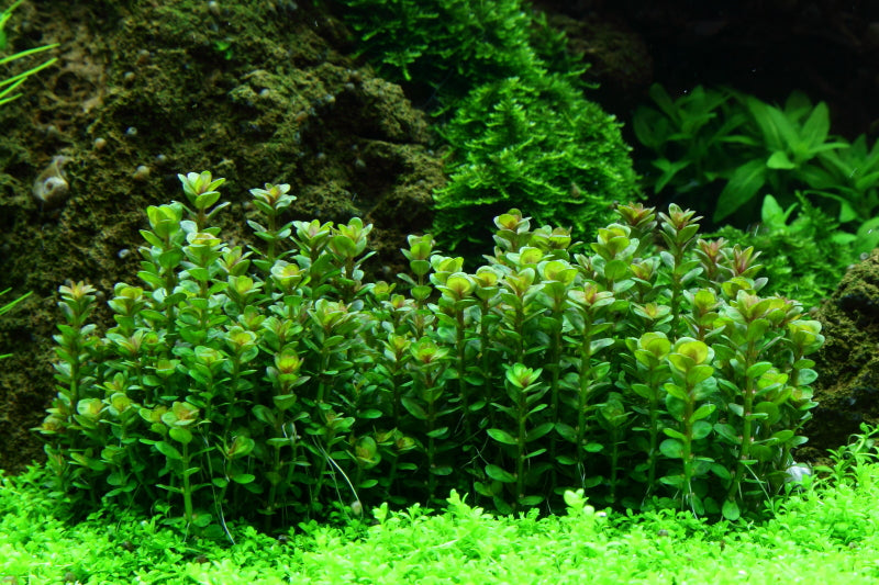 Bush of rotala indica bonsai aquarium stem plant in aquascape