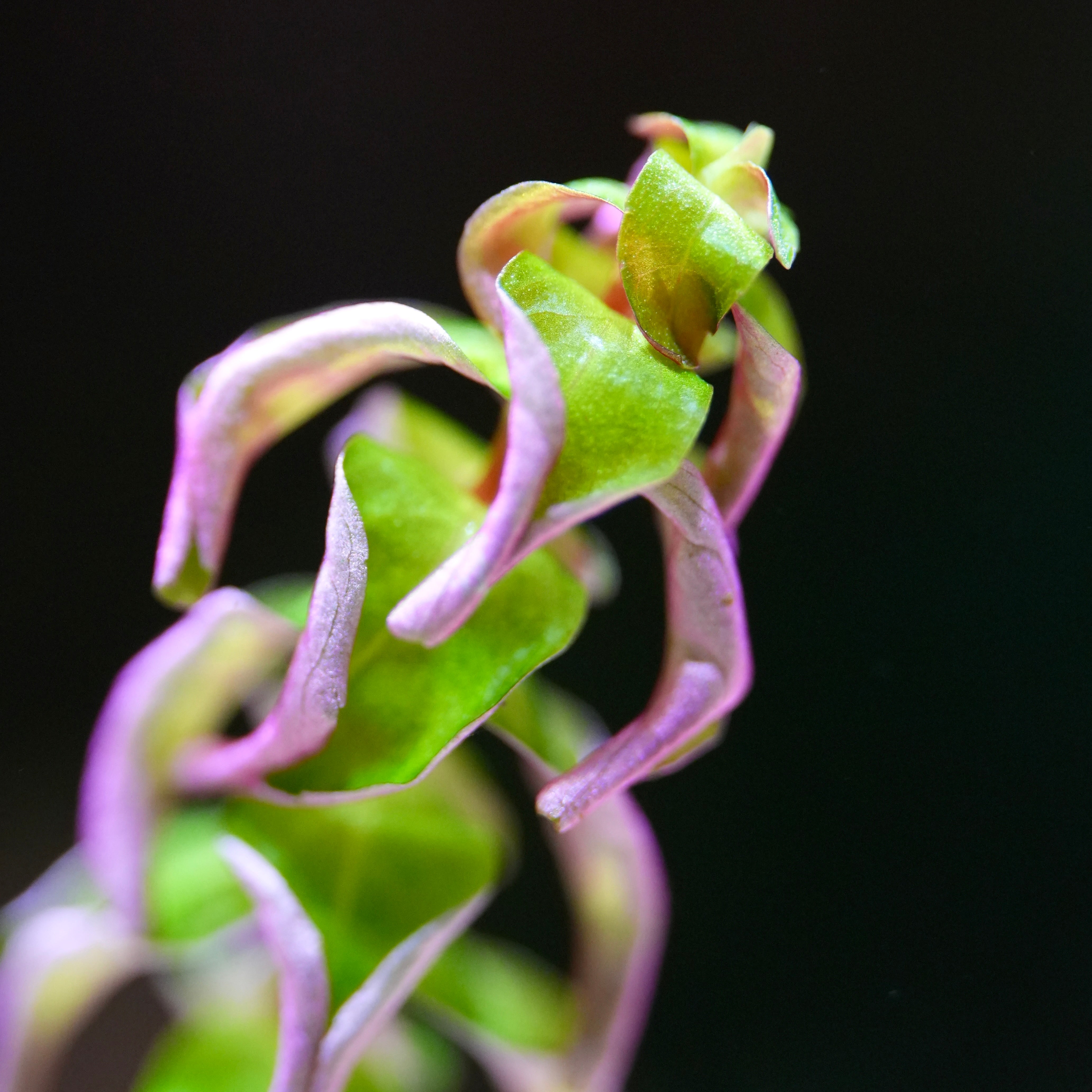 Macro shot of rotala macrandra pearl aquatic plant with green and purple leaves on a black background