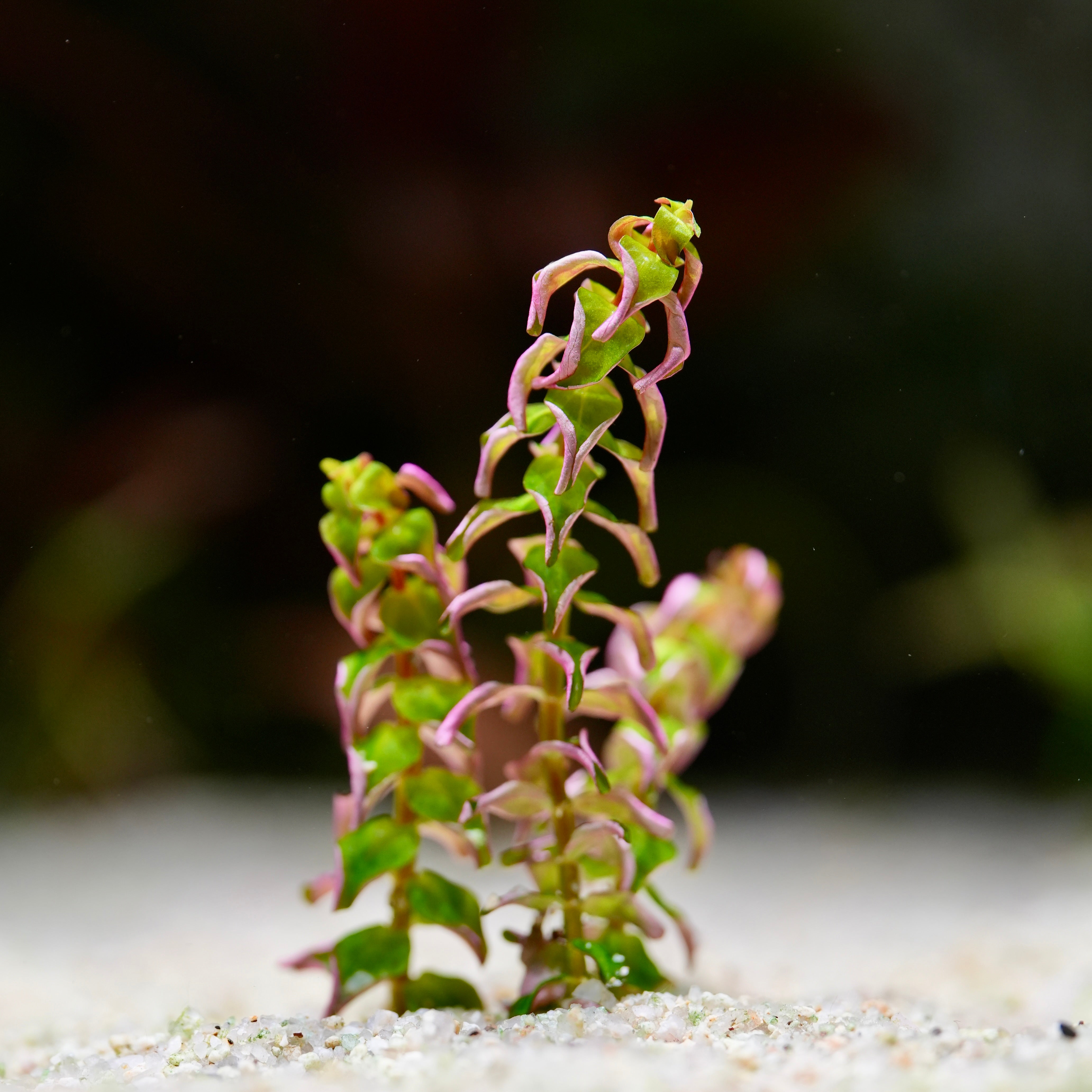 Rotala macrandra pearl aquatic plant with green and pink leaves on a sandy substrate