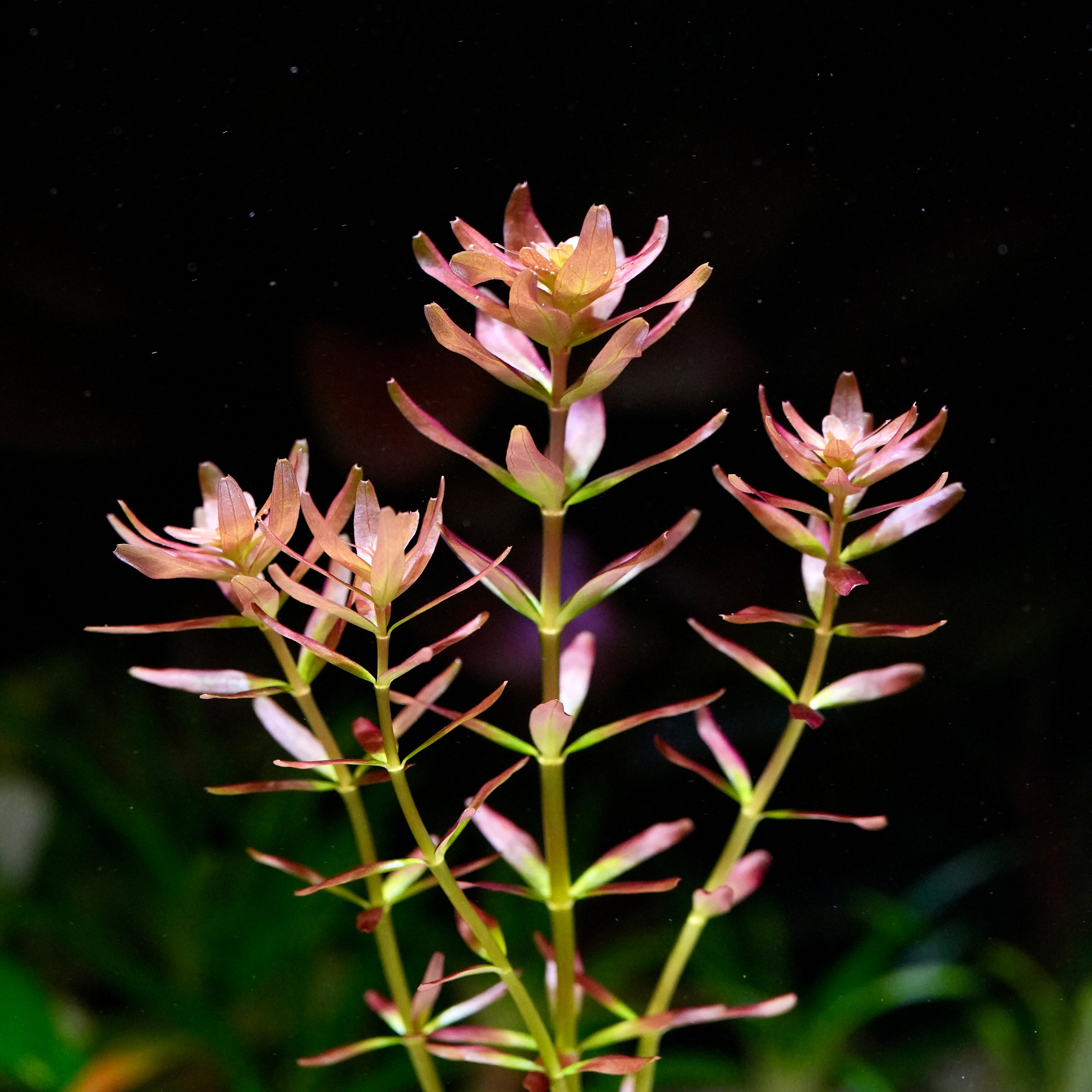 Close up of pink rosettes from rotala myanmar aquarium stem plant
