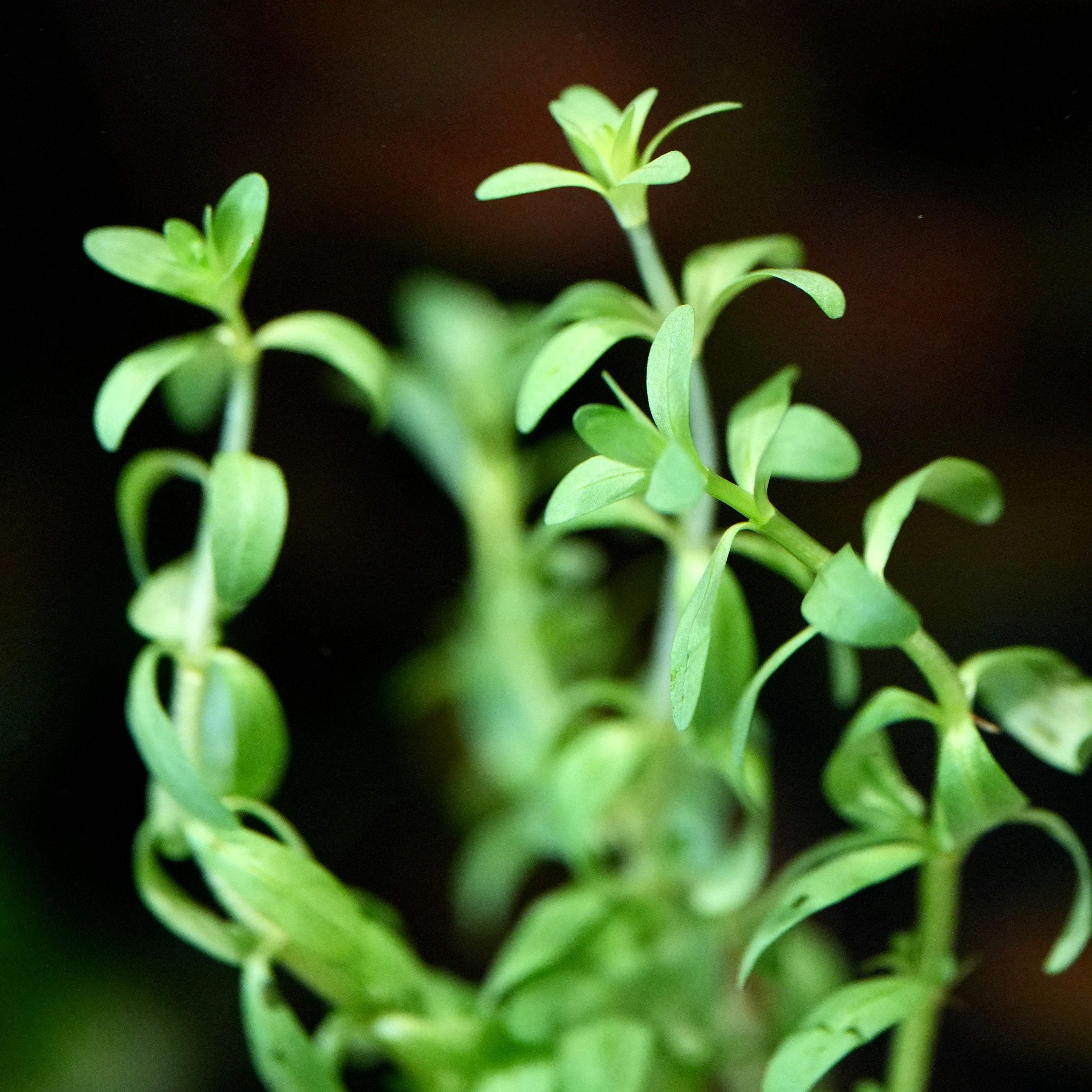 Close up of stems of rotala nanjenshan rare aquarium stem plant