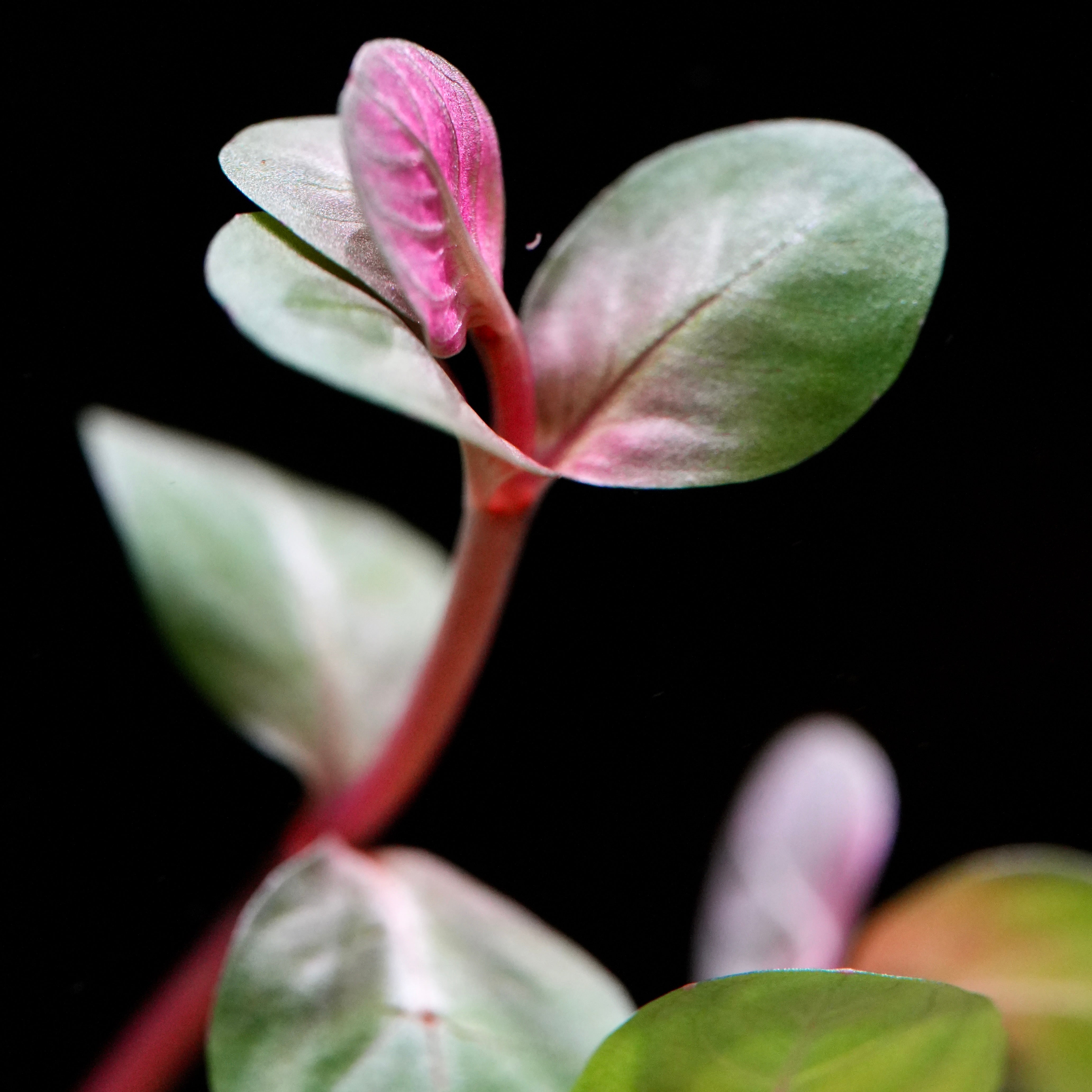 Macro shot of rotala rotundifolia h'ra aquarium stem plant leaf