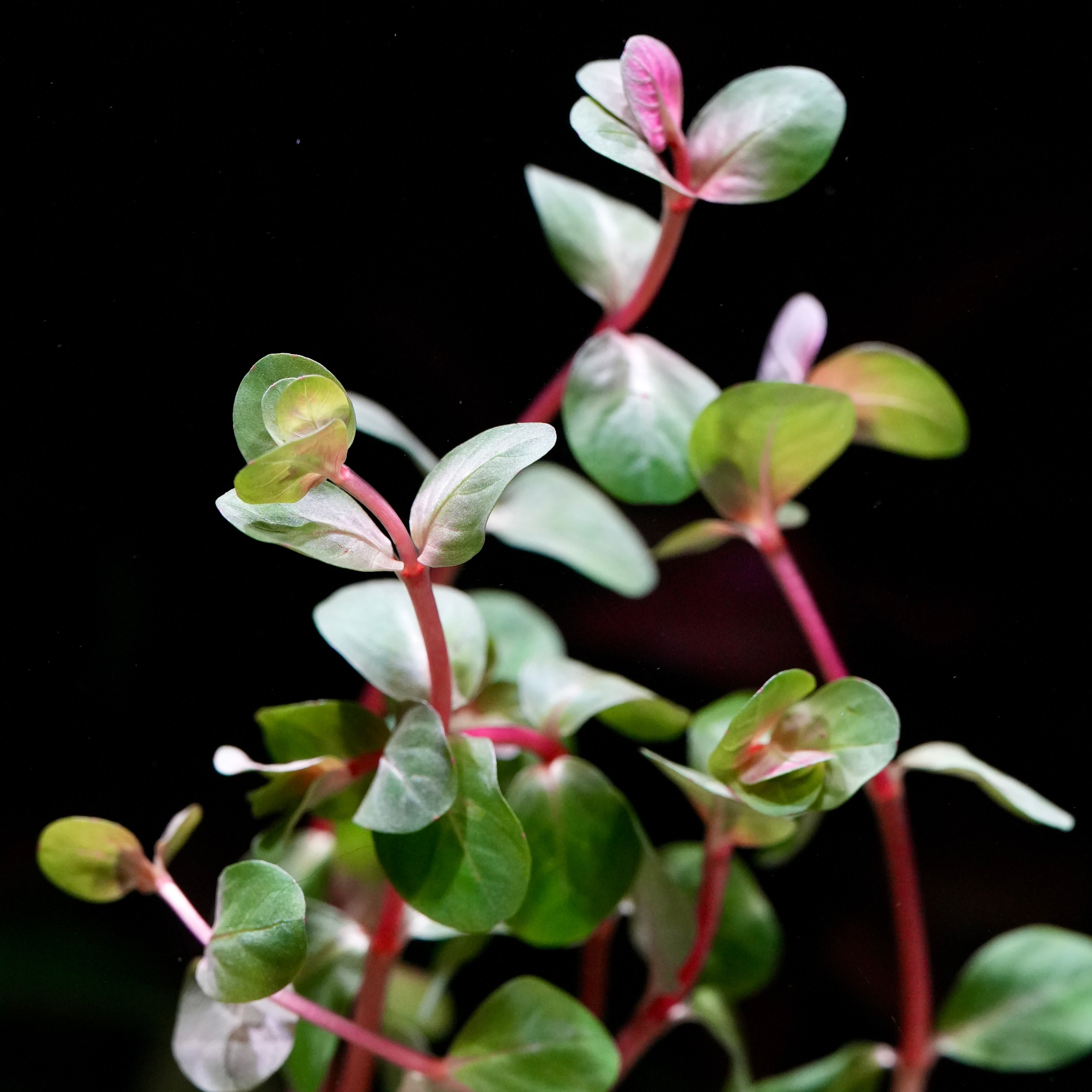 Close-up of rotala rotundifolia h'ra aquarium stem plant with green leaves and red stems on a black background
