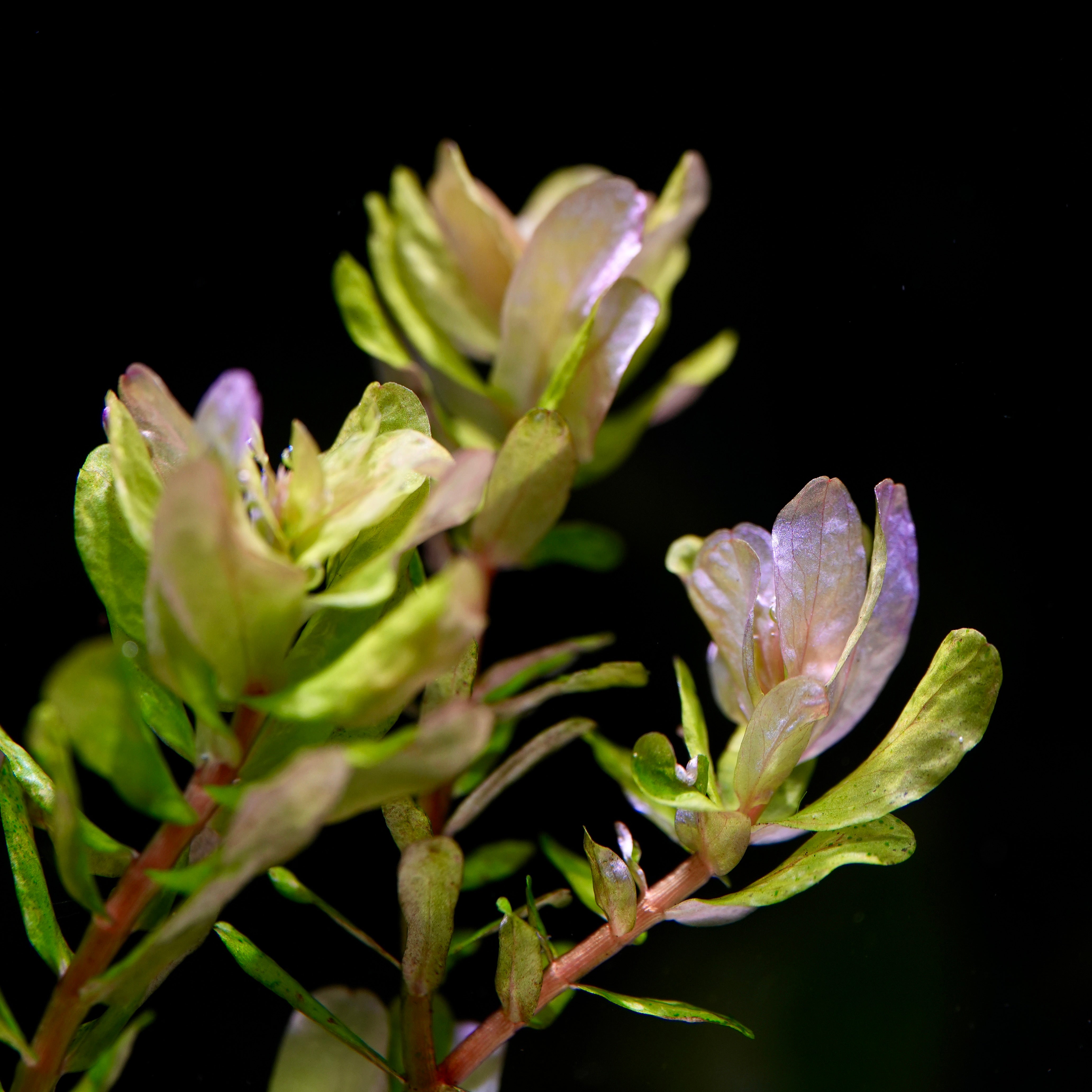 Close-up of green and purple rotala sahyadrica aquarium plant profile leaves on a black background