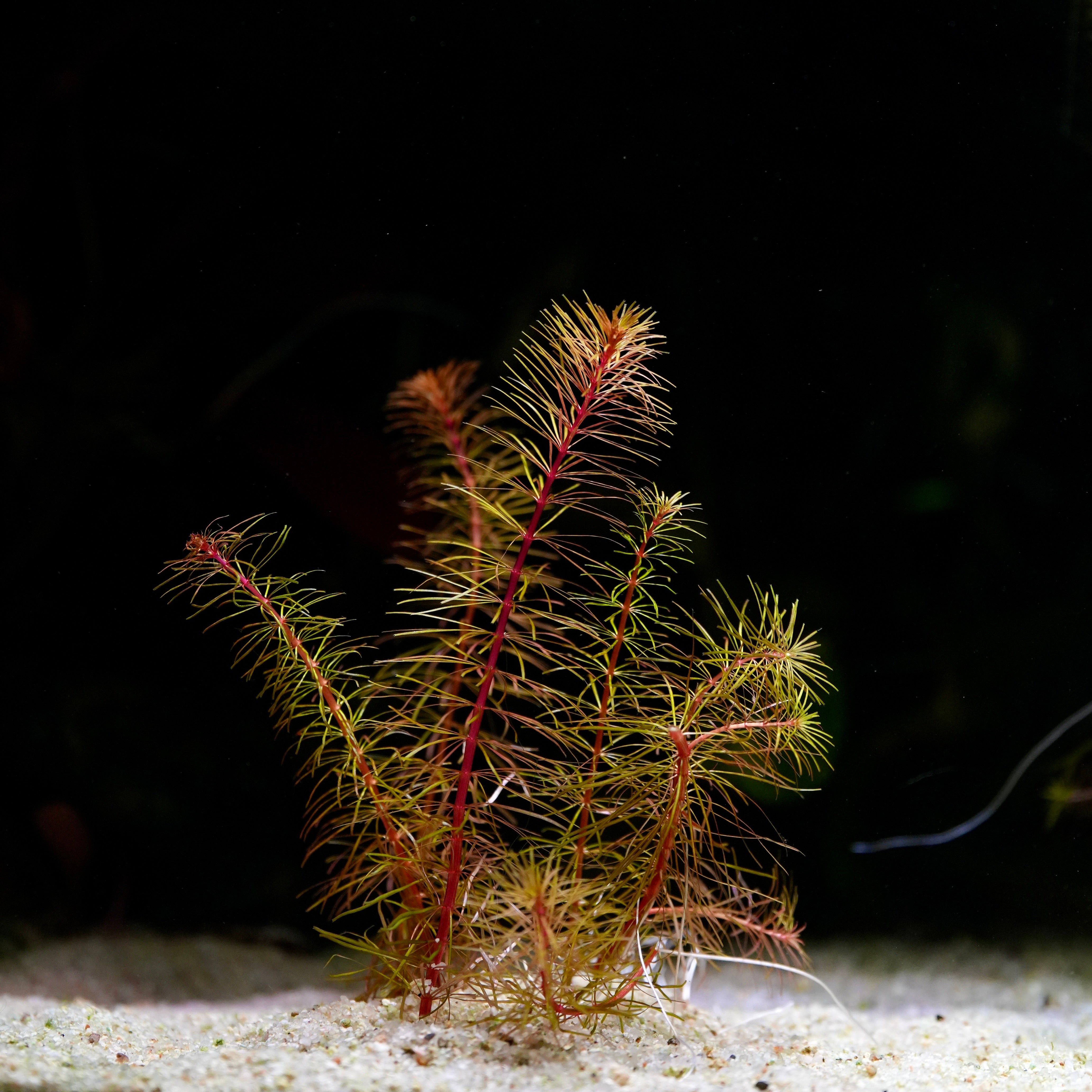 Aquatic plant rotala sp cambodia with red stems and green leaves on a dark background