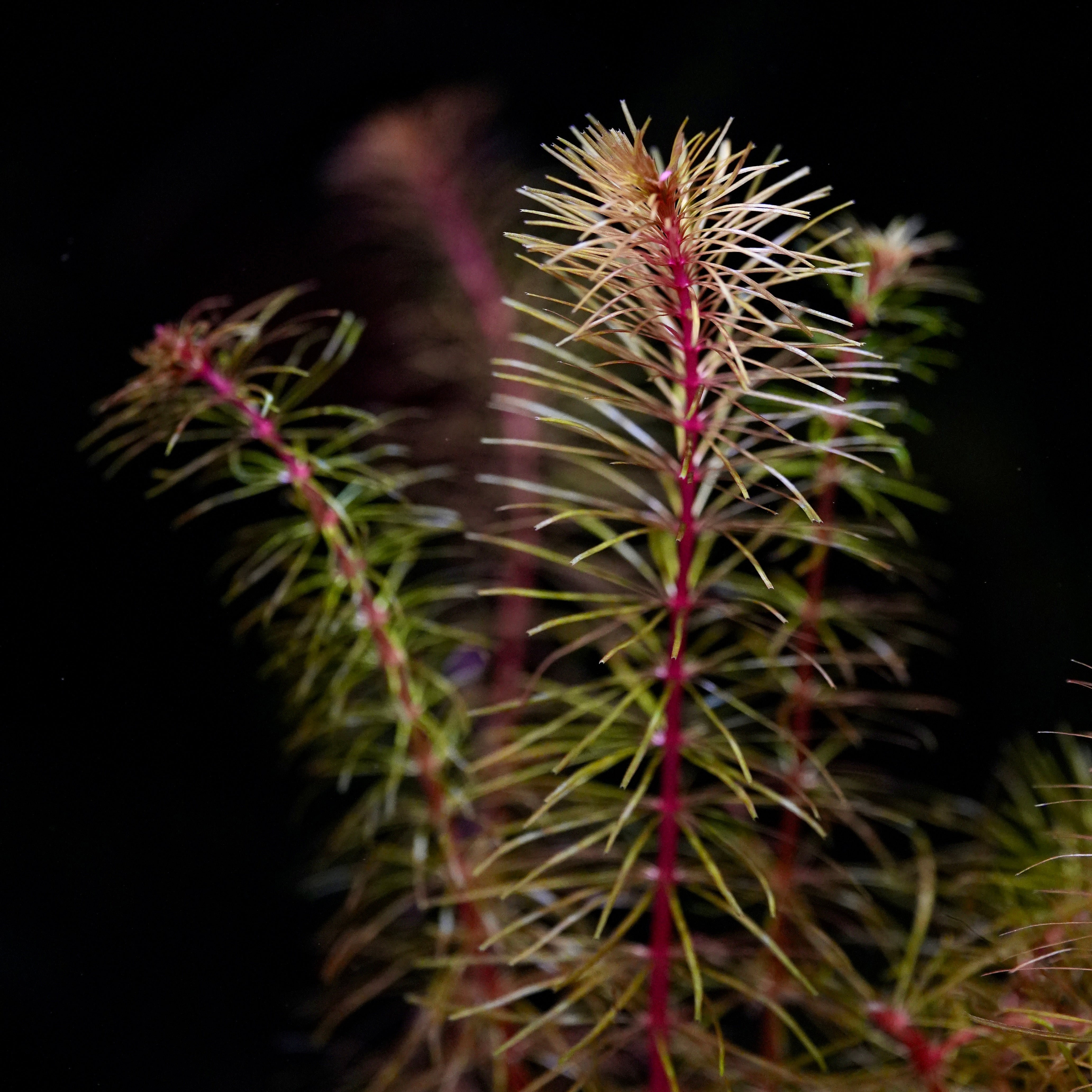 Close-up of aquatic plant rotala sp Cambodia with red stems and green leaves against a dark background