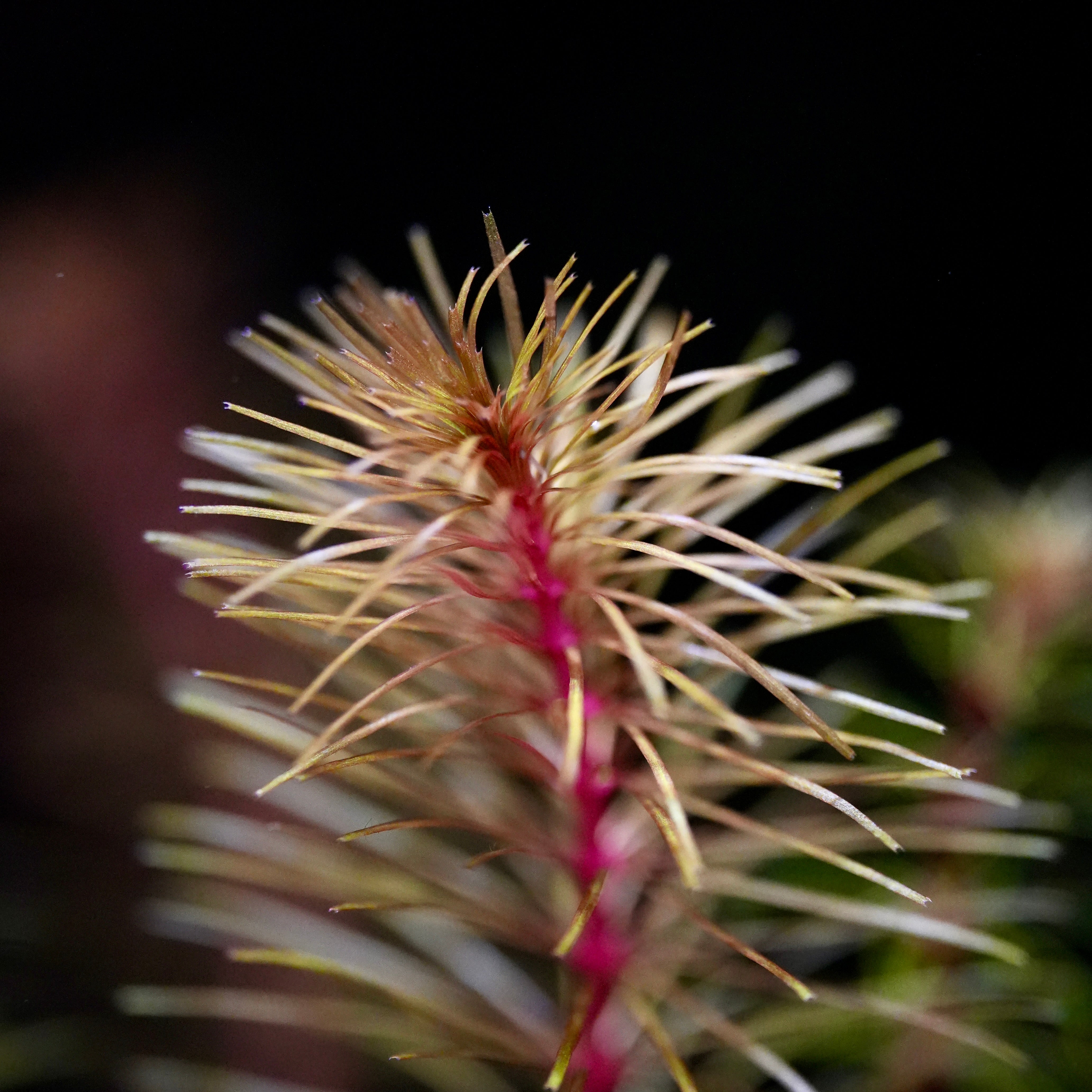 Macro shot of rotala sp cambodia aquatic plant with needle leaves and a pink central stem