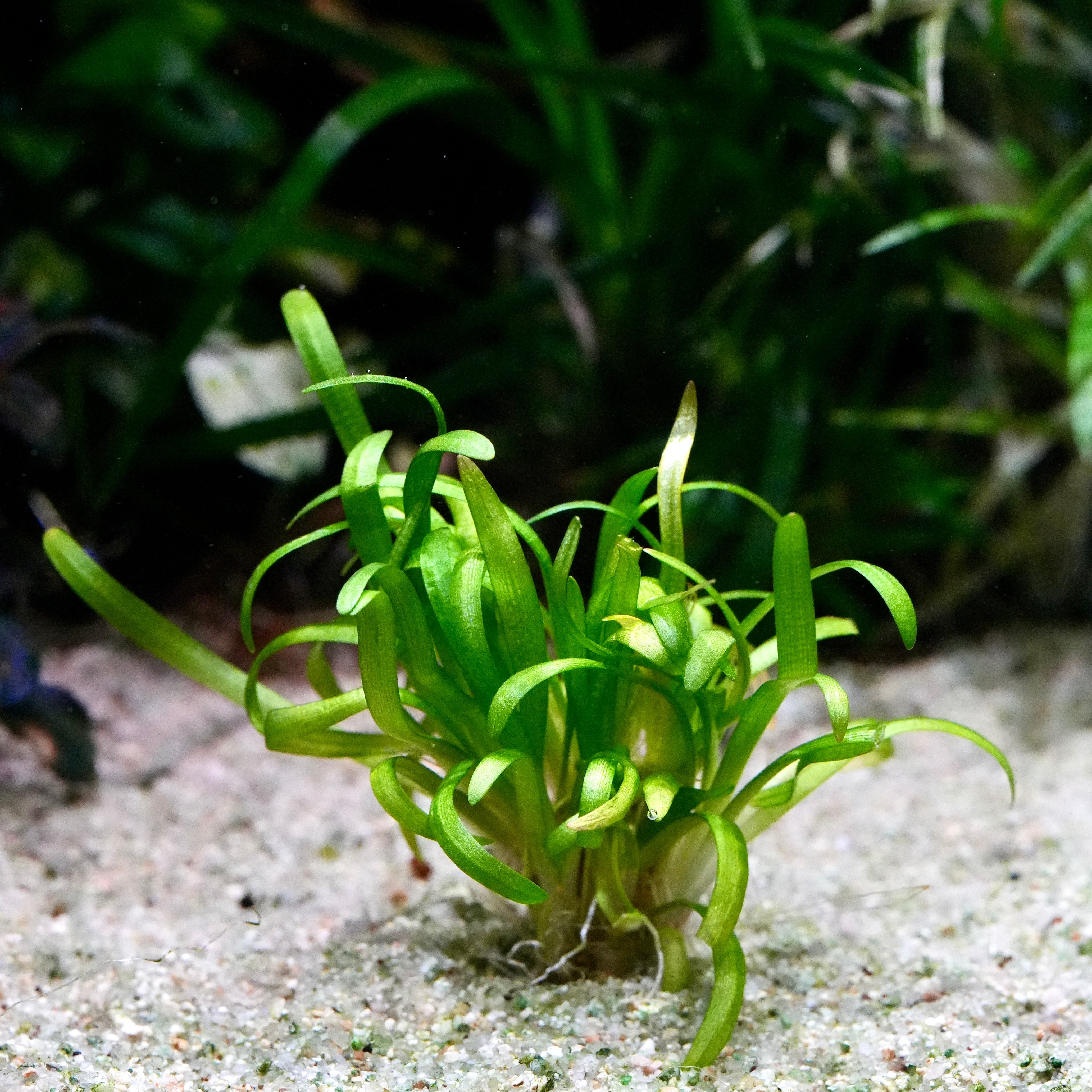 A small green sagittaria subulata dwarf aquarium plant with slender, ribbon-like leaves growing from light-colored sand.