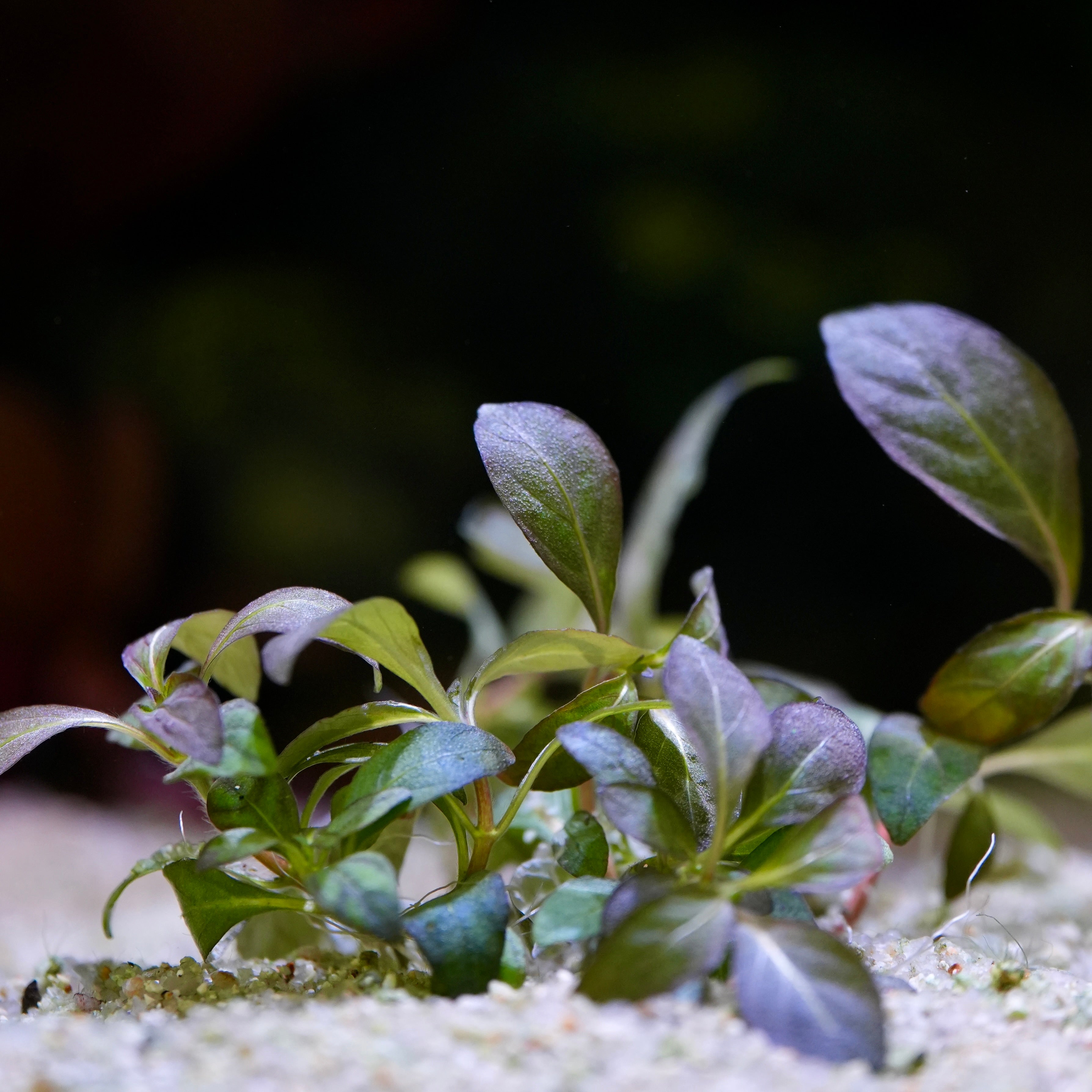 Close-up of small staurogyne purple aquarium plant with purple tips on a dark background