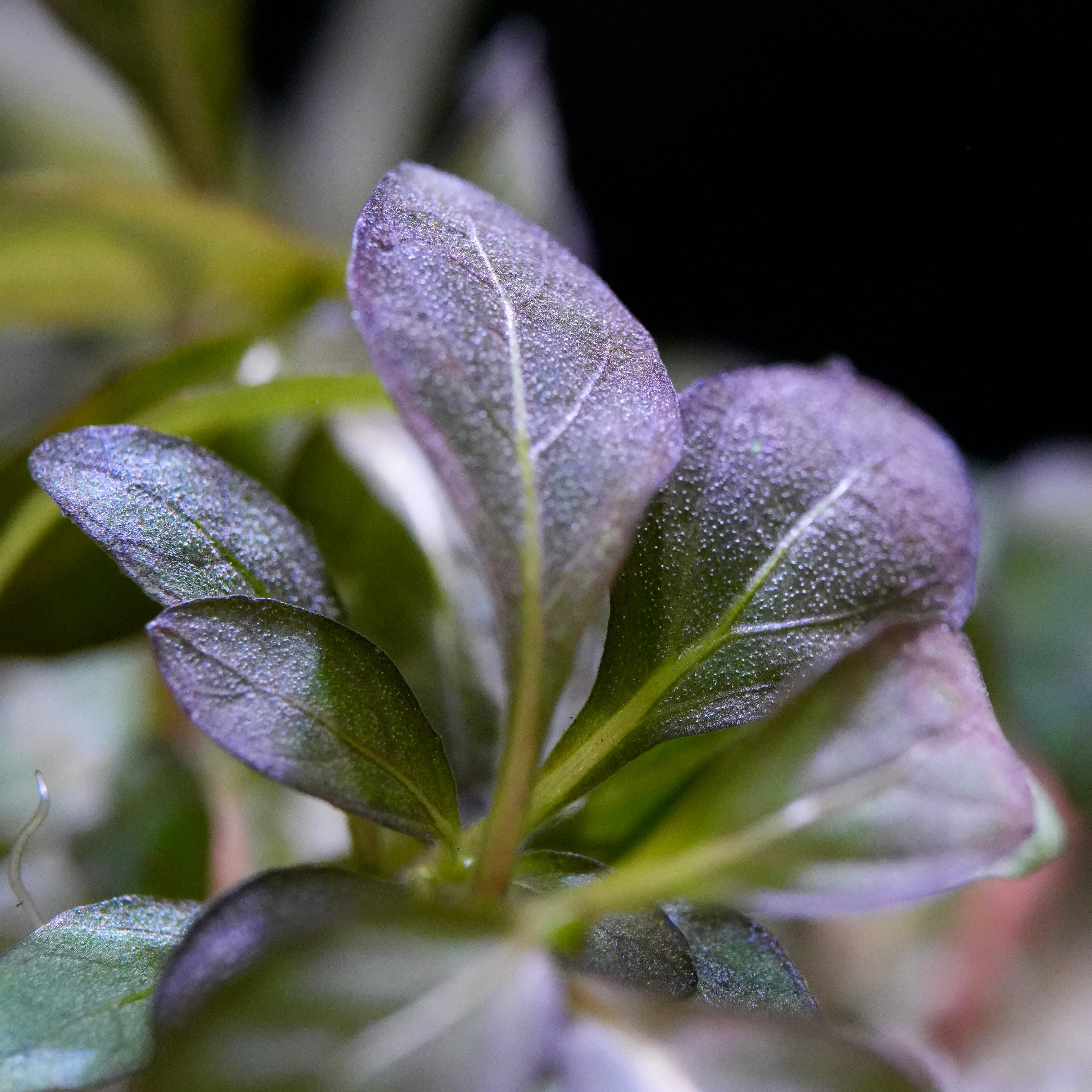 Macro shot of staurogyne purple aquarium plant leaves with veins and purple tips