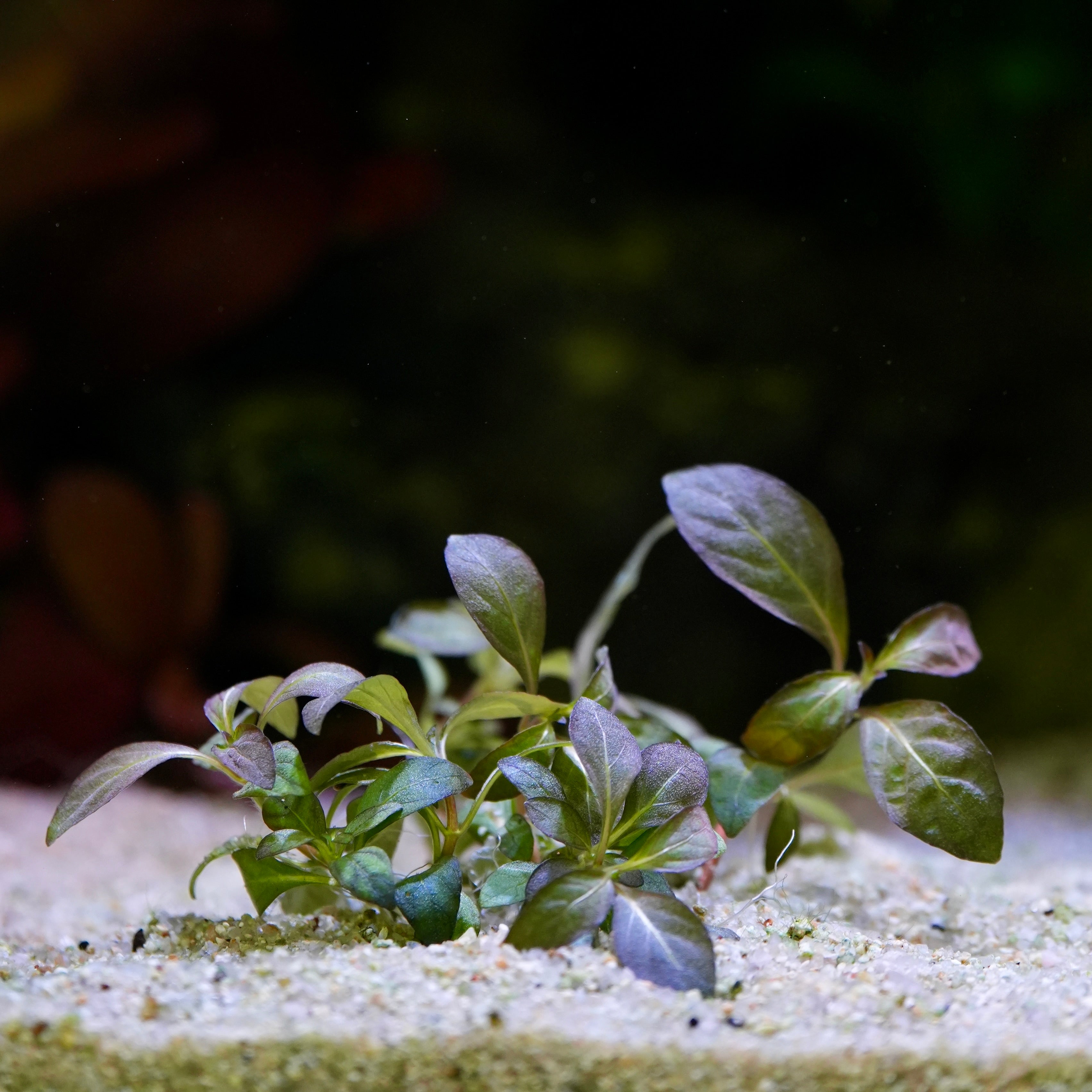 Small green and purple staurogyne purple aquarium plant on a sandy substrate