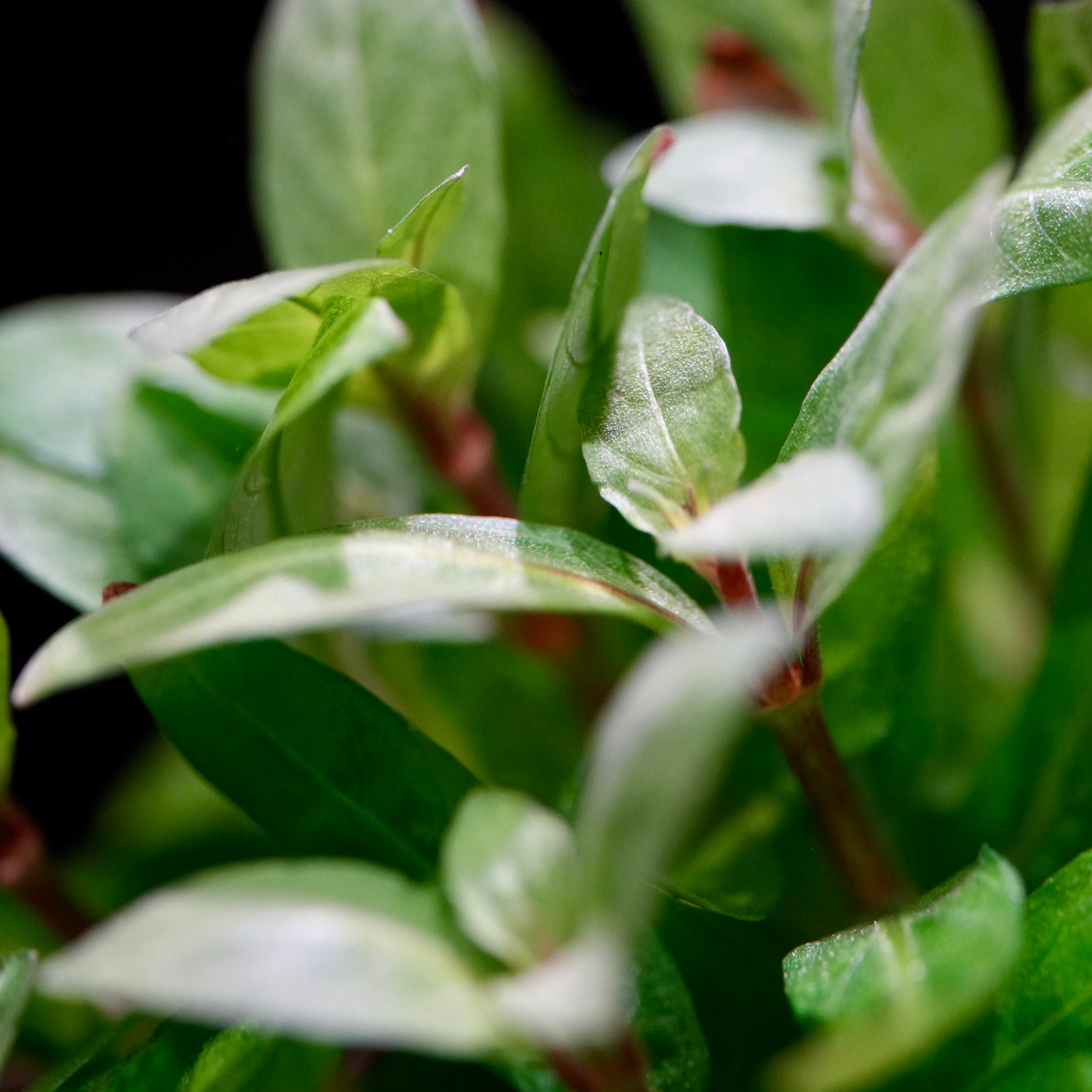 Macro shot of veined green leaves of staurogyne repens aquatic plant