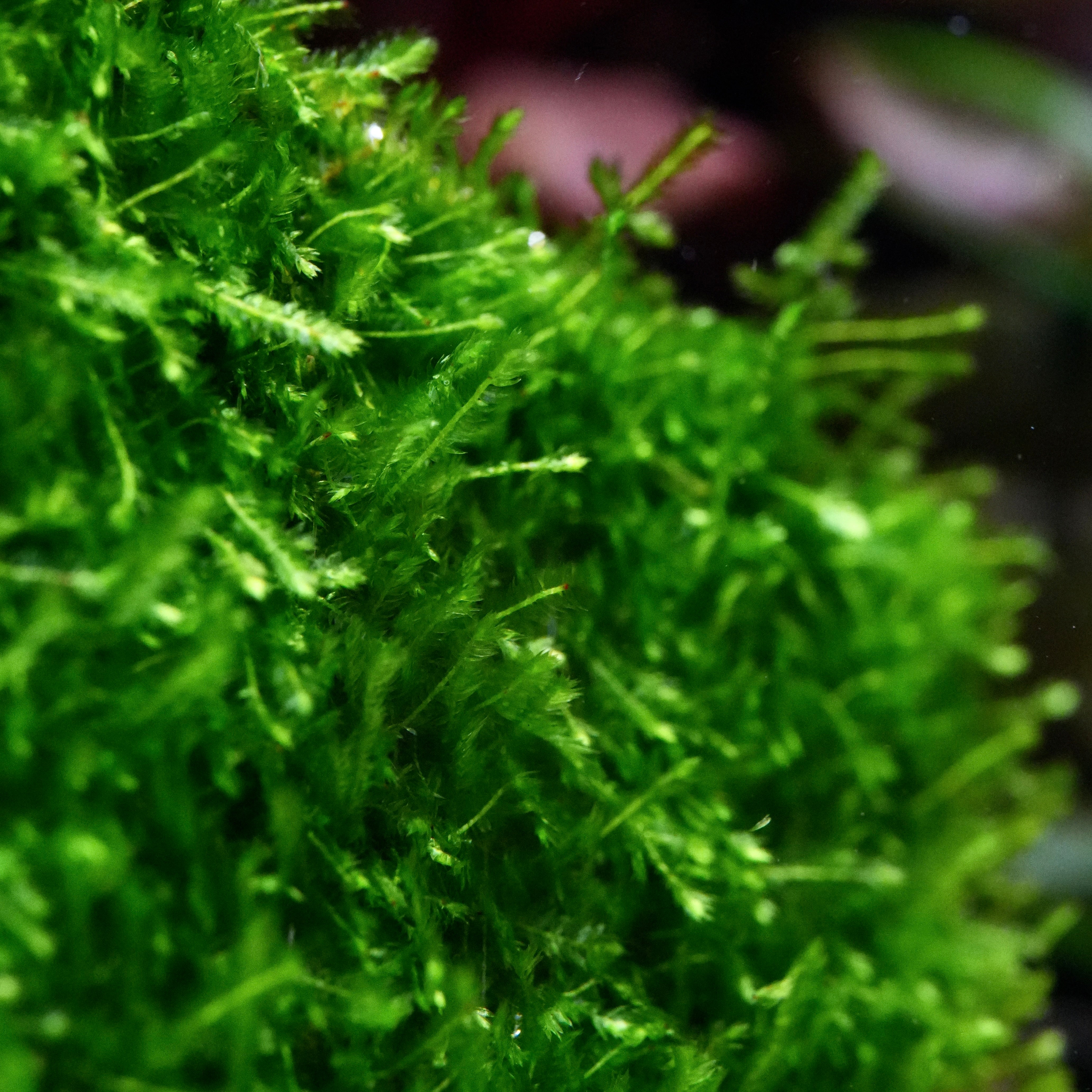 Close-up of green taxiphyllum taiwan moss aquarium plant