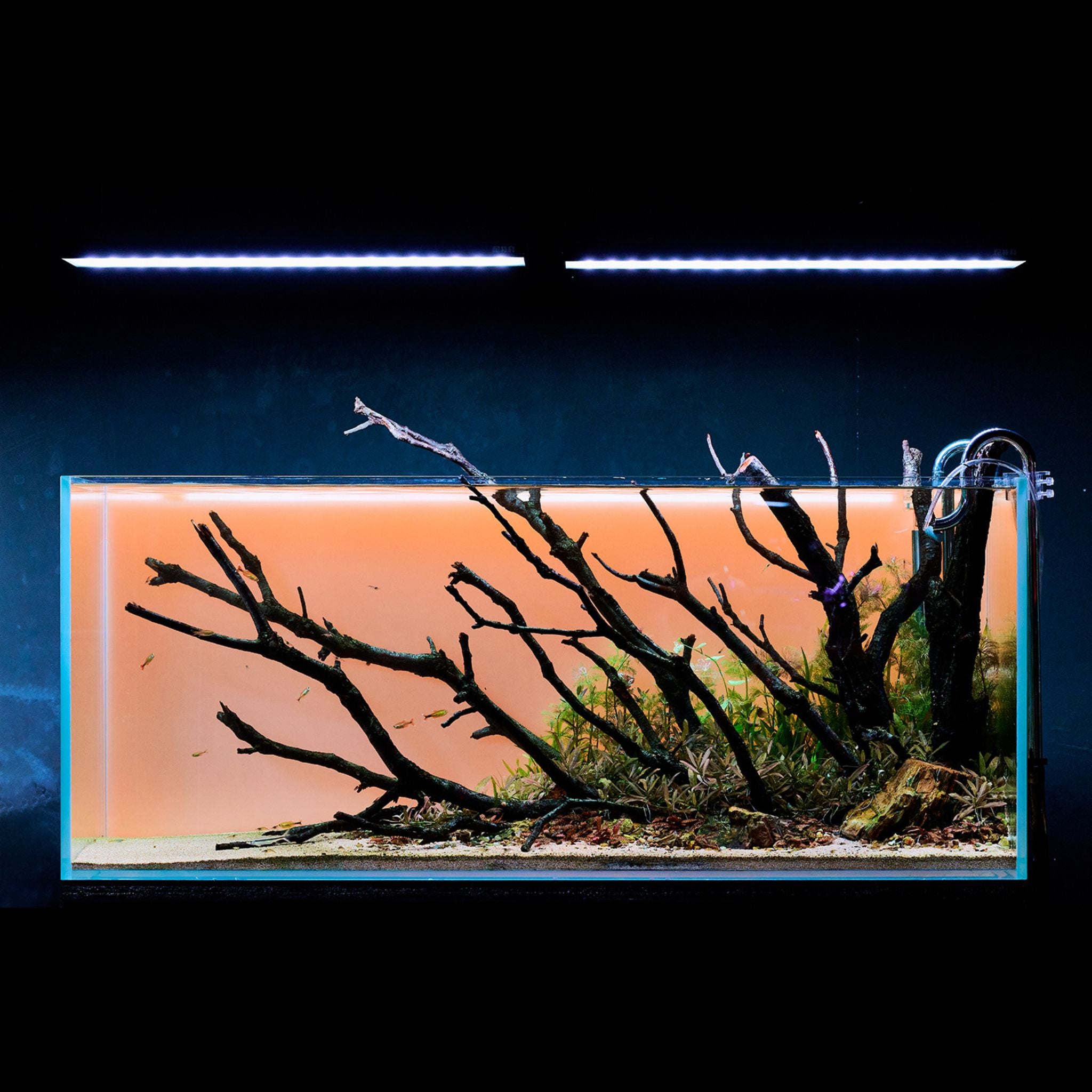Aquarium with decorative branches and plants under LED lights