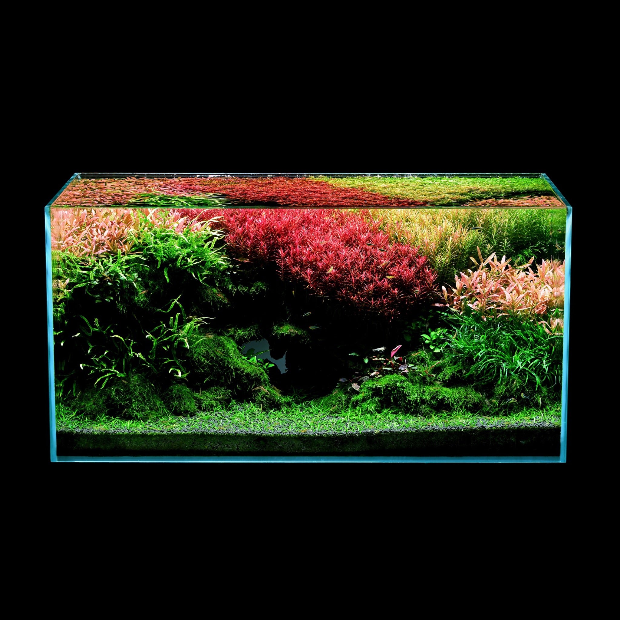 Aquarium with green and red plants in background and carpeting plants in foreground 90cm