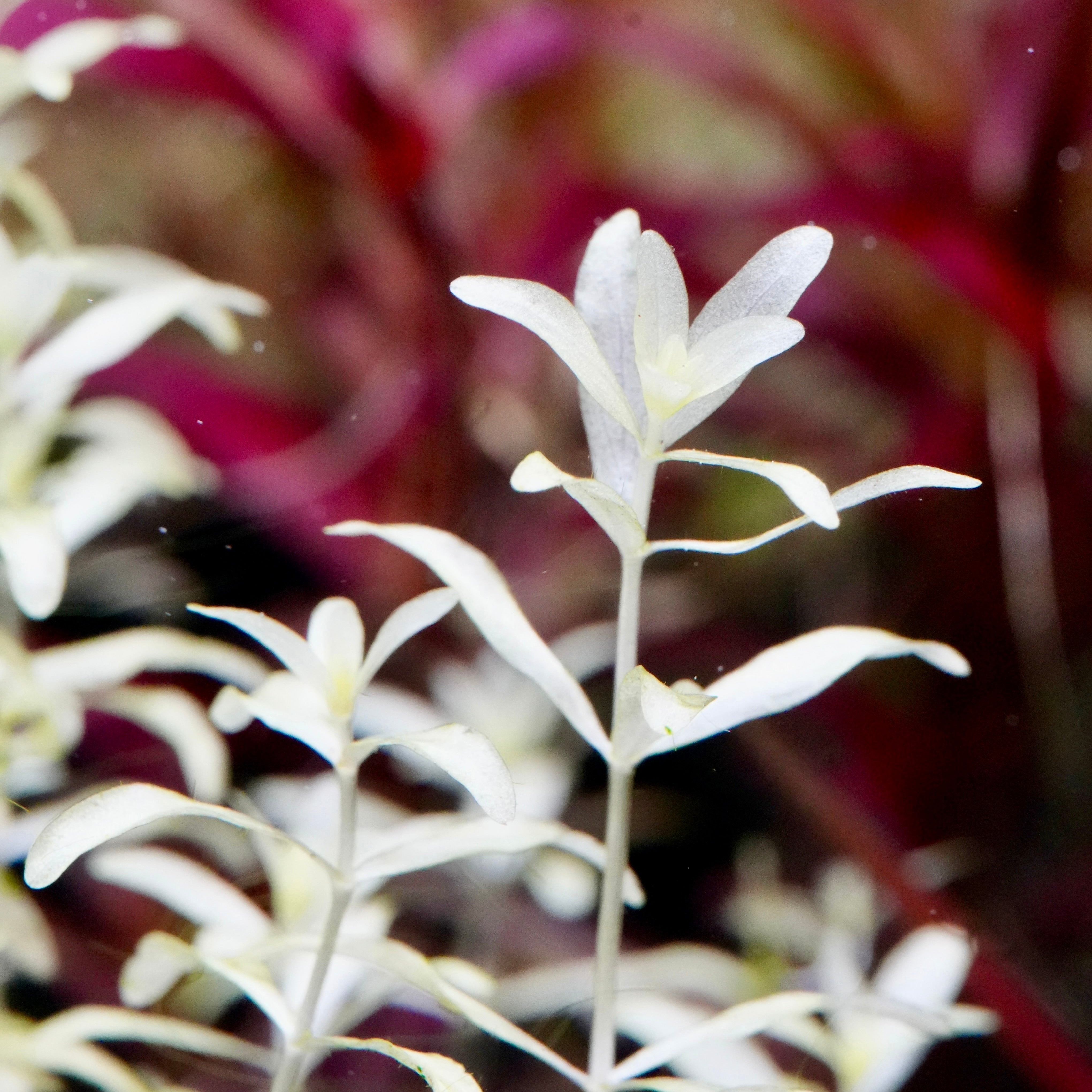 new aquarium products featuring aquarium plants