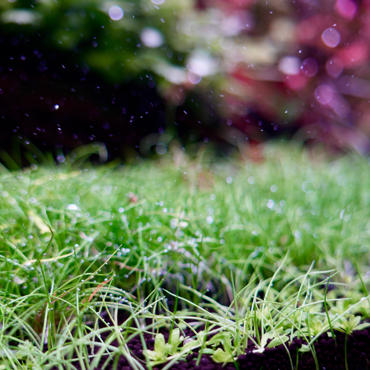 carpeting hairgrass and Monte Carlo aquarium plant